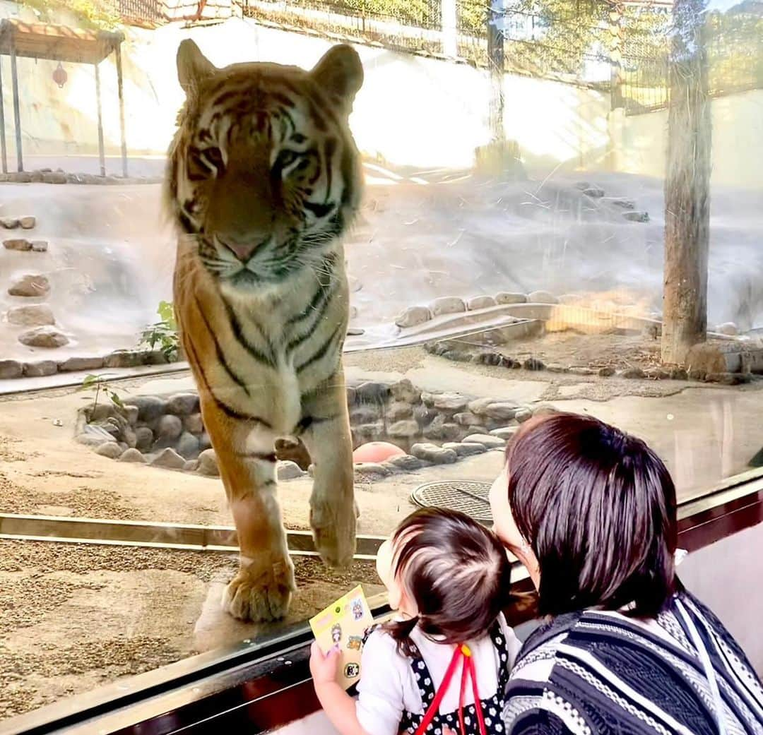 深瀬智聖のインスタグラム：「動物が好きな娘を連れて 福岡市動植物園にいってきたよ！  ちゃんと回ったの初めてだったかも…🫣 平日なのに遠足の学校や幼稚園のみなさんで賑わっていました^ ^   ガラス越しのトラさん、 近いし迫力があって大人も大興奮🐅 でも娘が1番喜んでいたのはモルモットと ひっ…羊だったんだよなぁ、、  🐘像さんが来るの楽しみー😆！  #動物園 #福岡市動物園 #福岡市動植物園」