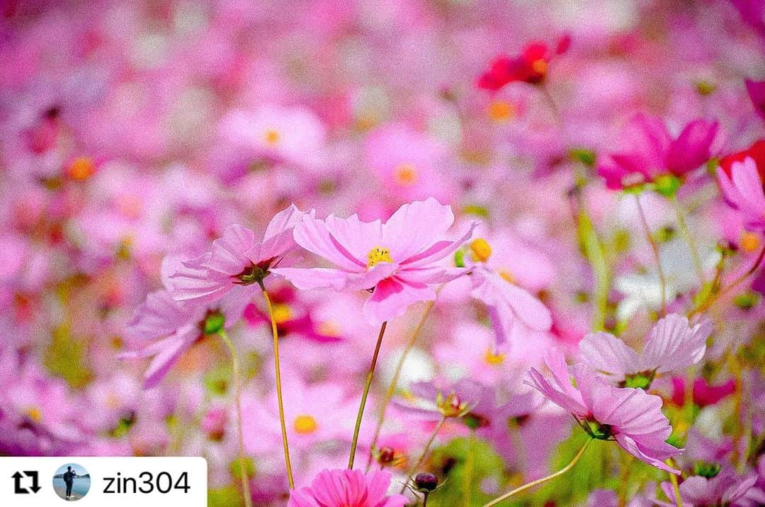 西条市さんのインスタグラム写真 - (西条市Instagram)「花言葉は、「乙女の純真」  #lovesaijo #愛媛県 #西条市 #天川棚田 #コスモス  #Repost @zin304 with @use.repost ・・・ 天川棚田を1枚で✨🙌 本当に素敵な場所😌👍👍👍 #日本  #japan  #四国  #shikoku  #西日本  #westjapan  #愛媛 #ehime  #西条  #saijo  #lovesaijo  #天川棚田  #コスモス  #コスモス畑  #cosmos」11月2日 9時36分 - lovesaijo