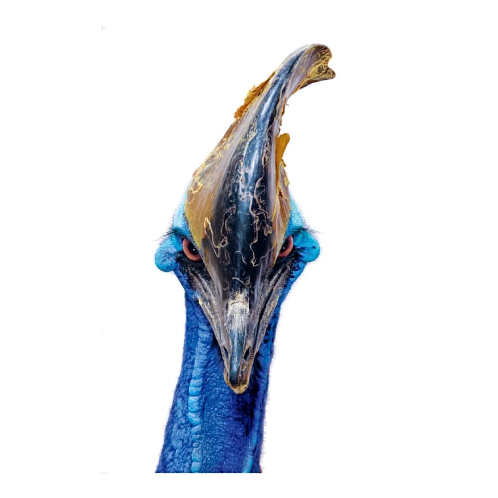 Robert Clarkさんのインスタグラム写真 - (Robert ClarkInstagram)「The Cassowary presented a few problems while trying to make this portrait. First of all, I never expected him to be so tall, we were eye to eye, and secondly I was not prepared for him to leap at me with his claws forward trying to slice me open!  #cassowary #birds #animals #monkey #tiger #zoo #life #frog #bones #lizard #wallace #dna #charlesdarwin #evolution #skeletons #moths #nationalgeographic #molecule #robertclark #tb #tuberculosis #specimins #orgin #111815 #robertclarkphoto」11月2日 1時07分 - robertclarkphoto