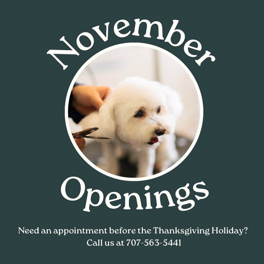 Dogs by Ginaのインスタグラム：「It’s November!   That means it’s time to start thinking about your holiday grooming appointment.   Want to be seen before thanksgiving?   Call us at 707-563-5441」