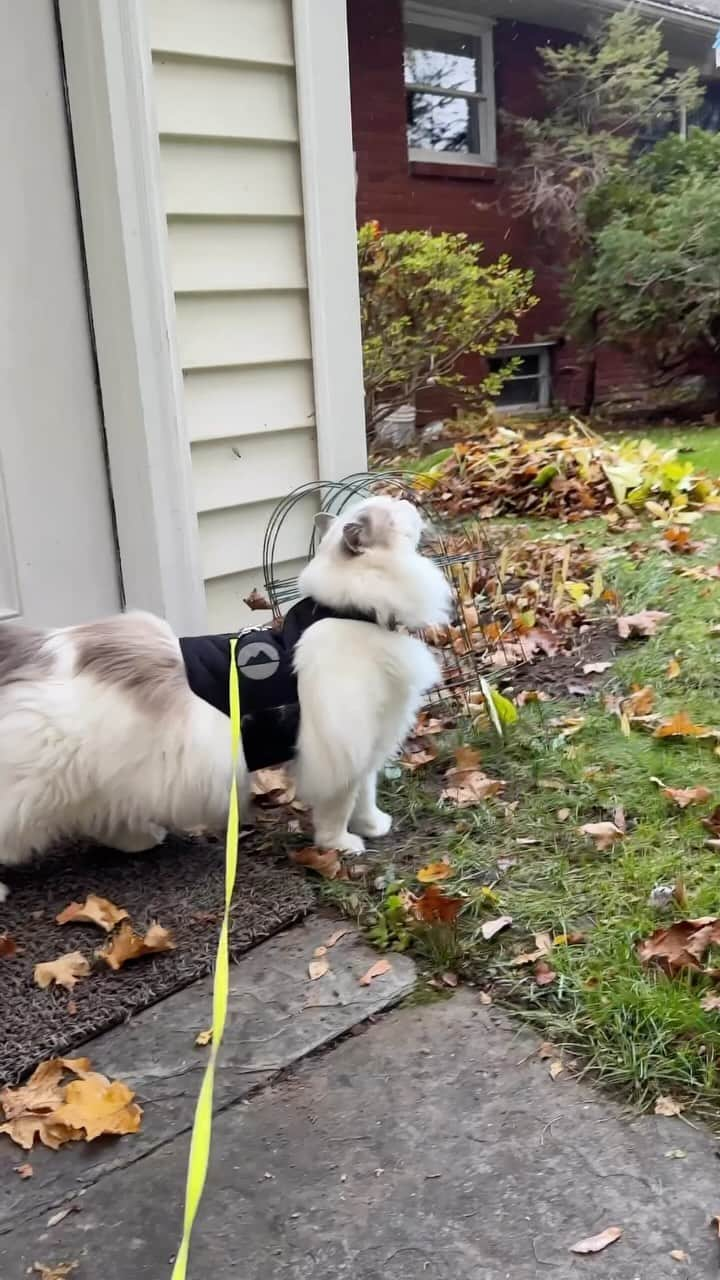 ソフィーのインスタグラム：「First time seeing flurries ❄️❄️」