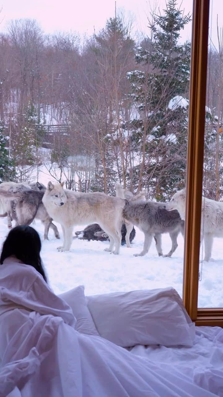 BEAUTIFUL HOTELSのインスタグラム：「@leavingherfootprints enjoys a cozy adventure at Parc Omega’s Wolf Cabin in Quebec, Canada! 🌲🇨🇦 These cabins are open year-round, offering a wonderfully simple retreat, where you can spend the night and experience sleeping alongside the wolves. 🐺❄️  📽 @leavingherfootprints 📍 Parc Omega Wolf Cabin’s, Quebec, Canada 🎶 Lesfm, Olexy - In The Forest (Acoustic Indie No Copyright) (Instrumental)」