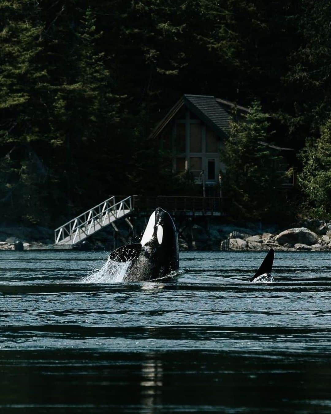 Explore Canadaさんのインスタグラム写真 - (Explore CanadaInstagram)「Introducing the Creators Network! We’ve brought together creatives from across the country to showcase what we love most about where we live.   Meet the first five creators!  📷 Photo 1-2: Ken @kenny_hagen, British Columbia 📷 Photo 3-4: Kimberley @westcoastlife, British Columbia 📷 Photo 5-6: Dave @davey_gravy, Alberta 📷 Photo 7-8: Kaila @kailawalton, Alberta 📷 Photo 9-10: Herry @herry.with.an.e, Saskatchewan  #ExploreCanadaCreator #ExploreCanada  Image description:  Photo 1) Person in a bright yellow jacket smiles at the camera. In the distance, there are green and yellow trees to one side and a snowy mountain to the other. Photo 2) A wide shot of two people climbing a mountain. In the background, grey mountains and green trees surround a blue water. Photo 3) Person in black jacket looks off to the side. In the back, light shines from above, illuminating trees and logs.  Photo 4) Two whales peek out of deep blue water. In the background, a small cabin and ramp to the water is surrounded by green trees. Photo 5) Person standing in front of a black and white backdrop smiles with arms crossed. Photo 6) Wide shot of a brown mountain range topped with green grass. Person walks along a path in the distance. Photo 7) Person stands on a beach in a red jacket. In the distance, there’s a body of water, a tree and snow capped mountains. Photo 8) A log cabin is surrounded by green trees. The sky is covered with purple, yellow and pink clouds. Photo 9) Person in a yellow jacket stands on a flat rock surrounded by water. Mountains sparsely covered with snow, lined with yellow and green trees are seen in the distance. Photo 10) A brown field and star-filled sky fill the frame. A big barn and two smaller barns along with two trees are in the distance.」11月2日 1時30分 - explorecanada