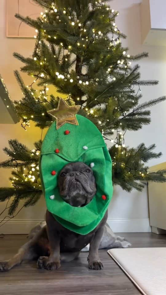 French Bulldogのインスタグラム：「November 1st!🎄😂🤭😌😉 What about u? @stitchthestardog 💛  . . . . .  #frenchie #reels #frenchielife #frenchiesofinstagram #bulldog #bulldogfrancese #frenchiegram #frenchbulldog #frenchielove #squishyfacecrew #dogstagram #pug #cutestdogs #puppy #frenchies #babydog #reelit #reelsvideo #christmas2023 #christmastree #christmastime #december #santa #santaiscoming #christmasreels」