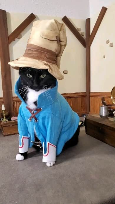 猫コスプレのインスタグラム：「The Fluffiest Black Mage   #Vivi #viviornitier #FinalFantasy9 #FinalFantasyix #blackmage  . . . #catcosplay #cosplay #cosplayer #cat #catcostume #catsinclothes #petclothes #PetCostume #halloween #finalfantasy #ff9cosplay #ffcosplay #vivicosplay #blackmagecosplay #videogame #finalfantasycosplay #ffix #nerdy #fun」