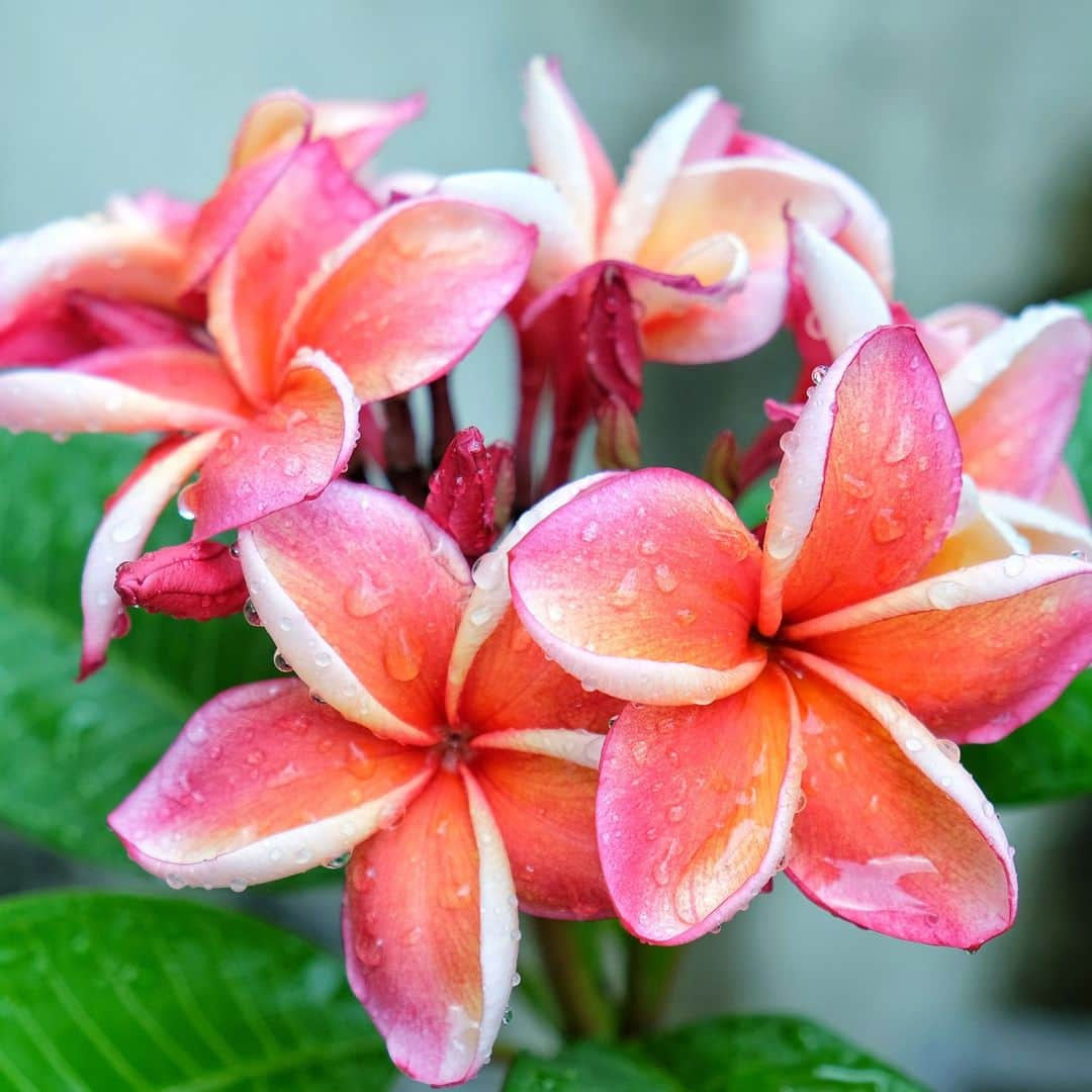 Lanikai Bath and Bodyさんのインスタグラム写真 - (Lanikai Bath and BodyInstagram)「Plumeria. Frangipani. What’s the difference? During the 16th century there was an Italian nobleman named Marquis Frangipani. He was a perfumer who created a fragrance just for scenting glove boxes. So when women wore their new gloves, they would smell like the perfume. He named this perfume after himself, “Frangipani.” A century later, a French botanist, Charles Plumier, discovered or created/cross-bred? (not sure which) the Plumeria flower… which he named after himself. The smell of the Plumeria flower reminded people of the popular Frangipani perfume that had been around for about 100 years, so they nick-named the Plumeria plant “Frangipani.”」11月2日 1時43分 - lanikaibathandbody