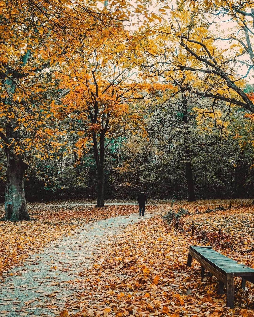 Wien | Viennaさんのインスタグラム写真 - (Wien | ViennaInstagram)「Autumn's embrace in Vienna: Strolling through the colorful Liechtensteinpark, gazing at the majestic Votive Church, and getting lost in the art at the Fine Art Museum. 🍂🍁 by @pernoldkristina #ViennaNow  🍂 Votive Church (1,2) 🍂 Liechtensteinpark (3,4,5) 🍂 @kunsthistorischesmuseumvienna (6,7) 🍂 @oeparl (8) 🍂 @palmenhausbrasserie (9)  🍂 @wienerriesenrad (10)  #vienna #wien #vienna_austria #vienna_city #visitvienna #vienna_go #votivkirche #votivechurch #autumn #herbst #autumnlove #autumnleaves #traveleurope #travelgram」11月2日 2時54分 - viennatouristboard