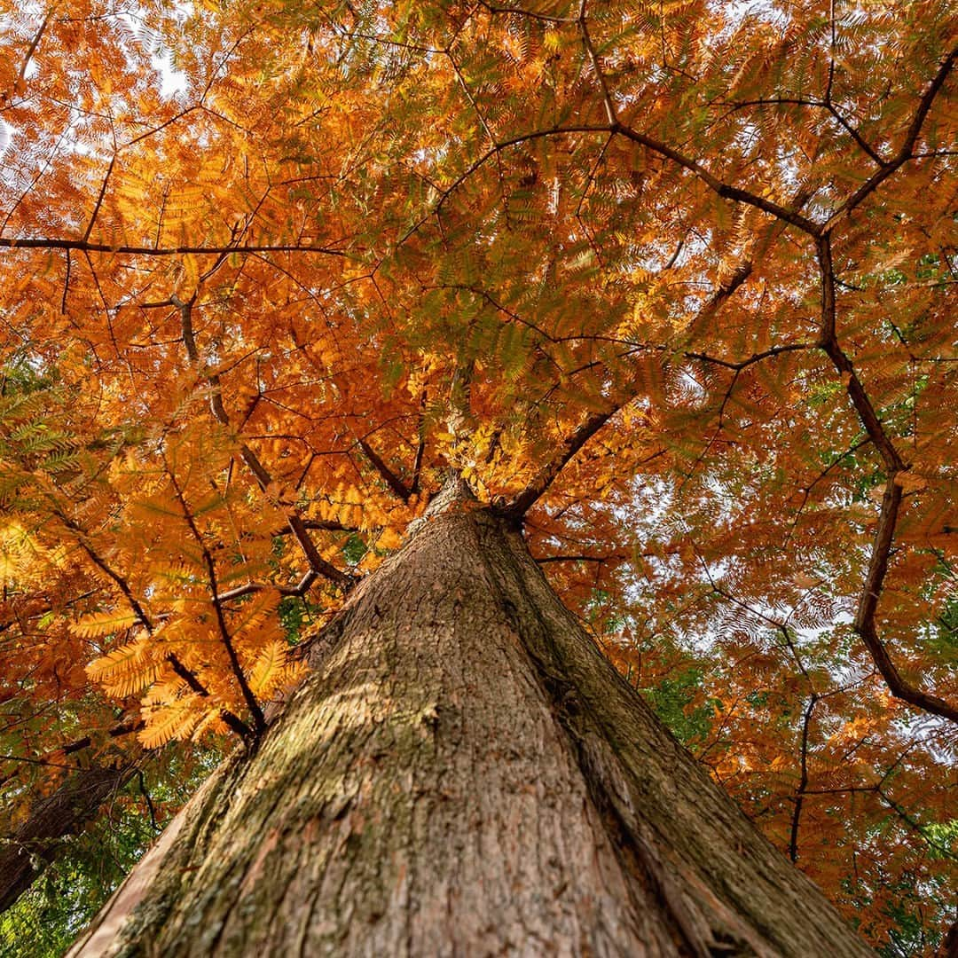 ニューヨーク植物園のインスタグラム：「With our fall foliage now at PEAK color, drop by to leaf locally with us during Fall Forest Weekends! 🍂🍁   Kicking off this Saturday, November 4, these weekend outings are your best opportunity to explore the unbelievable autumn beauty of NYBG with experts from the Garden and beyond. Join us for sapling giveaways, herbarium specimen mounting demos, and more. Then celebrate #NativeAmericanHeritageMonth with tours from @moskehtuconsulting, exploring our old-growth woodland to discover the history and culture of local Indigenous peoples and the plants they relied on for food, medicine, and more.   There’s so much to see and do, and fall color only sticks around for so long—grab your tickets now through the link in our bio.   #Metasequoia glyptostroboides #FallForestWeekends」