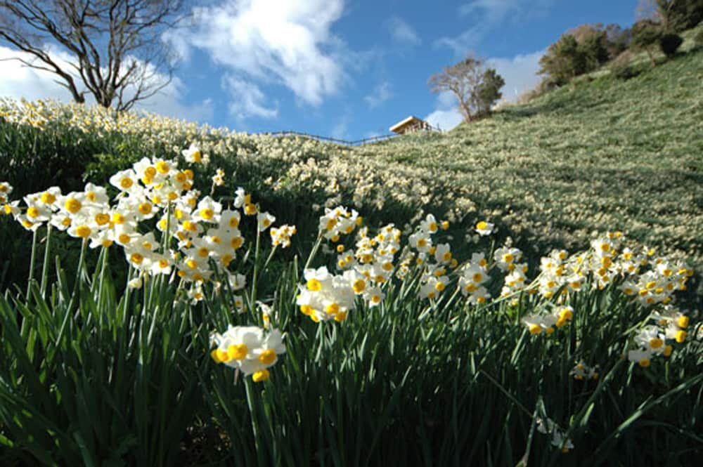 日本の国立公園のインスタグラム：「Dazzle in 5 million wild daffodils on Awaji Island 🌼🌊   The daffodil colony of Nada Kuroiwa Suisenkyo is said to have spread almost 200 years ago when local fishermen took bulbs that had washed ashore on the nearby coast and planted them in the mountains. Located on the southern part of Awaji Island in the Hyogo portion of Setonaikai National Park, the daffodils now blossom at an altitude of about 608 m across more than 7 hectares of steep 45-degree slopes extending from Mt. Yozuruha to the sea. 🤩❤️   Nada Kuroiwa Suisenkyo is loved by many as a winter tradition, with the sight of 5 million wild daffodils swaying in the wind a truly spectacular sight to behold. The flowers are mainly single-flowered wild daffodils, with the occasional double-flowered blossoms mixed in. A sweet scent fills the air during the blooming period from late January to early February. 🌼💨  Nada Kuroiwa Suisenkyo opens at the end of December. From the park’s observation deck, the contrast between the lemon yellow of the daffodils and the striking blue of the sea is enchanting, a place where the vitality of spring can be felt even in the cold winter. 💛🌊  Leave a 🌼in the comments if you’re ready for some daffodil delight!  📍 Nada Kuroiwa Suisenkyo, Hyogo  📸 Close-up view of a colony of daffodils (Photo By：©Minamiawaji City)  #NationalParksJP #SetonaikaiNationalPark #NadaKuroiwa #AwajiIsland #NadaKuroiwaSuisenkyo #Hyogo #Daffodils #BeautifulFlowers #Daffodil #WinterFlowers #WinterTrips #JapanTravel #Japan #Travel #Tourism #ExploreJapan #DiscoverJapan #VisitJapan #日本 #国立公園」