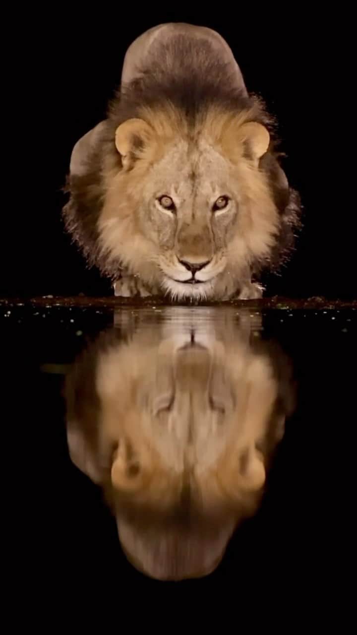 のインスタグラム：「Horrible, horrible video of a Horrendous Animal by @paraschandaria :) Sarcasm, of course :)」