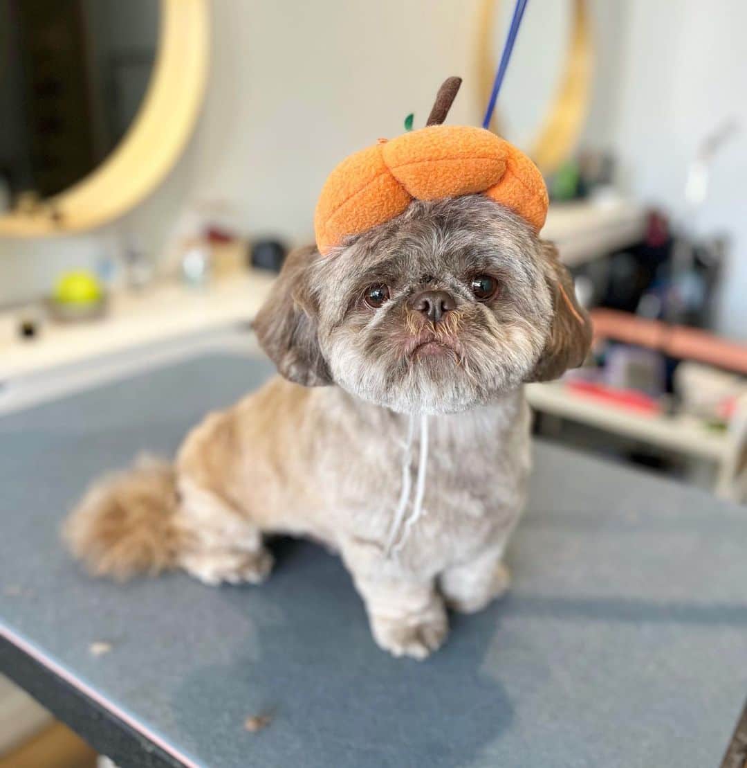 Dogs by Ginaのインスタグラム：「Our newest friend Teddy✨❤️  #shihtzu #doggrooming」