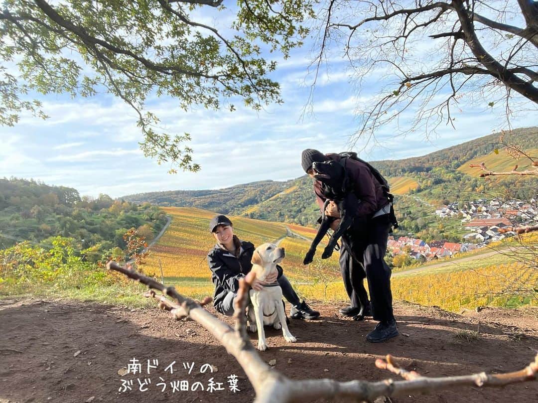 原口るりこさんのインスタグラム写真 - (原口るりこInstagram)「. . 【南ドイツ、丘の上のぽつんと一軒家… の裏のぶどう畑の紅葉を見ながらお散歩🍁】 . . 家がある丘の裏側のぶどう畑を通り 毎日チームへ通う🐏さん🍇 . 『ぶどう畑、今きれいだよ』 . と最近は帰宅するたびに言っていました。 . . 雨の日が続いていて 久しぶりに晴れた祝日の朝、 早起きしておにぎり、シュトーレン、コーヒーを持って 散歩に行きました🍁 . . ぶどう畑の紅葉ははじめてでした。 . 畑を縫うように歩くと 近くで見るぶどうの葉は 昨夜の雨が朝日に照らされ輝いていました。 その奥に映り込む向かい側の丘のぶどう畑の紅葉は 母の言葉を借りると『パッチワークのよう』で、 可愛らしくも感じました🍁 . . そろそろえならぴの大好きなりんごは 落ちていないかなと思ったのですが、 もう少しだけ 彼らの楽しみは続きそうです🍎 . . ところでドイツでは 握りこぶしくらいのりんごを 丸かじりしながら歩く人をよく見かけます。 山や丘の上でも、 頂上に着きリュックから徐に取り出すものは りんごの確率が非常に高い✨ . . 健康のためなのか 自然のもの（お菓子より果物）を愛しているからか （ドイツはbioのものも非常に多い） それか持ち運びも用意も簡単だからか？笑 （ドイツ人は効率的に物事を考えている方が多い） それとも ラップやジップロックのようなプラスチックを 自然のためになるべく使わないように気をつけている方が多いからか。 #どちらにしろ #見習いたいことがたくさん #ドイツ人の多くは愛を持って自然と接している . . 少しずつドイツに馴染んできたようで、 まだまだ知りたいこと教わりたいことは 増えるばかりです🍁 . . . . 秋の南ドイツを歩きながら 考えたことをひとつふたつ、、🍁 . . . みなさんは最近、秋の自然の中を 歩きましたか？ どんなことを考えて歩いているのだろう 良かったら共有してください☺️ #良い秋を」11月2日 5時03分 - ruriko_haraguchi24