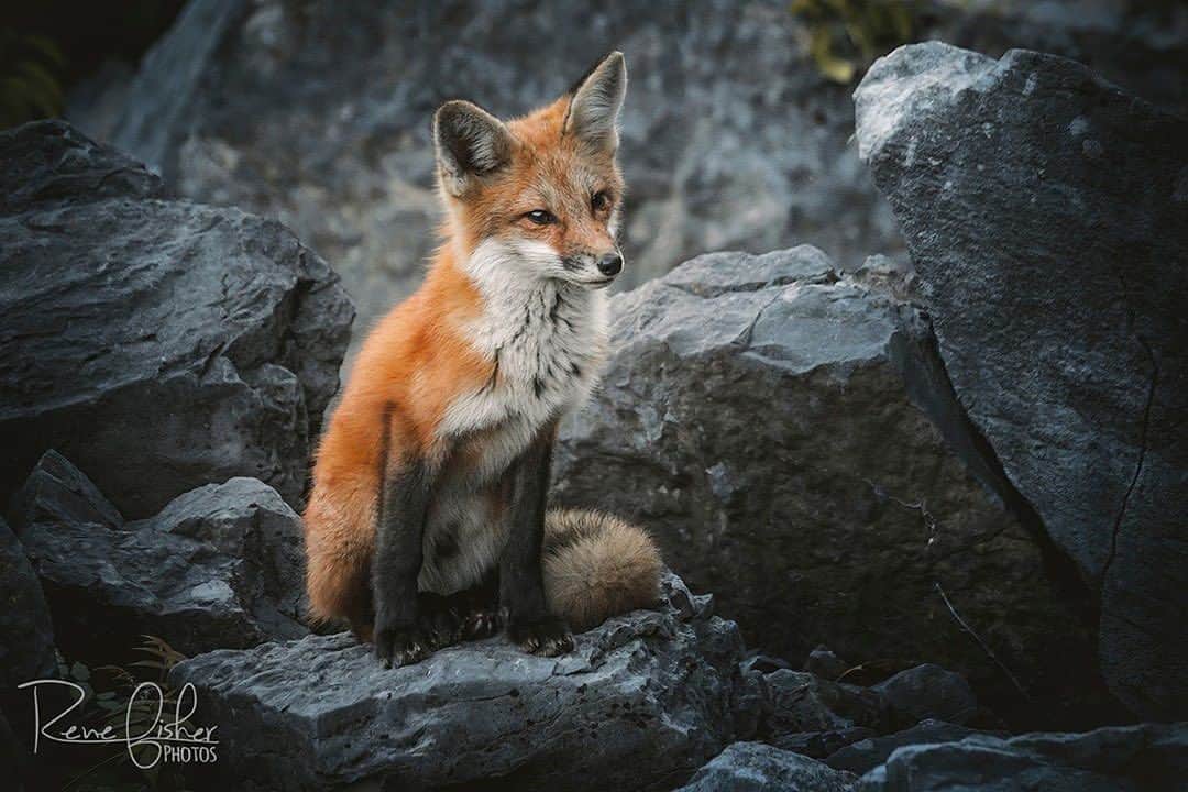 Ricoh Imagingのインスタグラム：「Love the 55-300mm for very brave fox kits... sometimes 300 is actually too much! This one was at 100mm. I should note that I did not approach the kit to achieve that distance, I simply sat down nearby and waited. This little guy got curious and approached me. Luckily I was able to switch from my 300mm to my 55-300 to capture this incredible experience!⁠ ⁠. . 📸: @renefisher_photography  📸: Pentax K-3 Mark III Lens: Pentax-DA 55-300mm F4-5.8 ED lens⁠ . . . #pentaxian #YourShotPhotographer #natgeoyourshot #ricohpentax #cangeo #sharecangeo #pentaxian #shootpentax #RicohImagingAmbassador #pentax ⁠」
