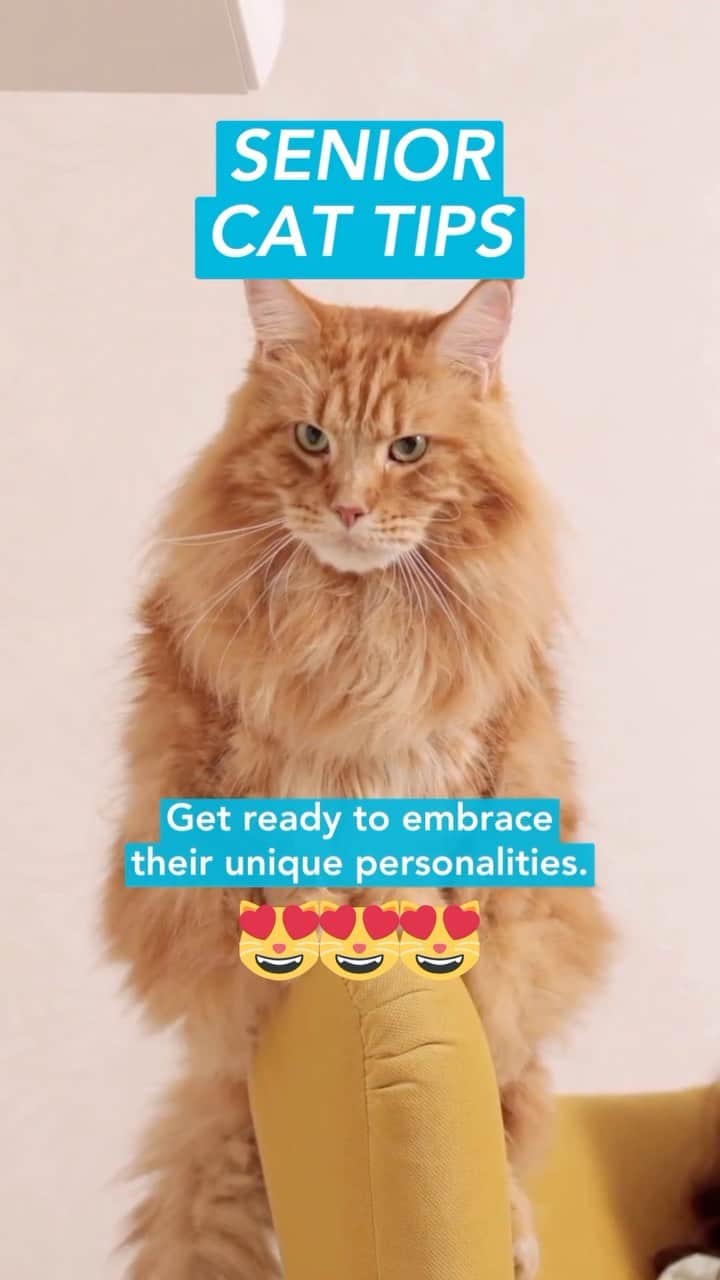 Fresh Stepのインスタグラム：「Ready to open your heart to a senior cat this #AdoptASeniorPetMonth? 🐱💙 Cats have lots of love to share in their golden years, so if you’re ready for a laid back best friend, adopting a senior pet might be for you! 😸 See the link in our bio if you’re interested in adopting.  #seniorcats #catadoption #cattips #catbehavior #seniorcattips #freshstep #freshsteplitter」