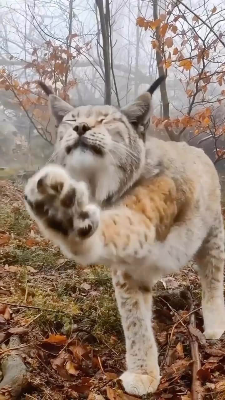 Baby Animalsのインスタグラム：「This would be such an incredible encounter 😍  Video credit: @evolumina」