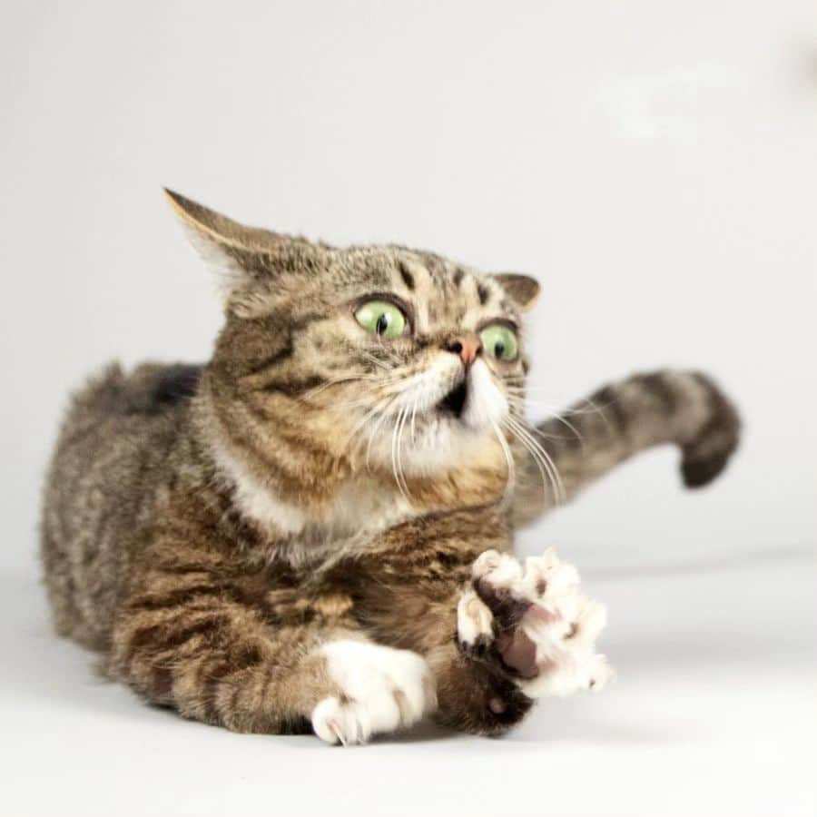 Lil BUBさんのインスタグラム写真 - (Lil BUBInstagram)「clawsome」11月2日 5時48分 - iamlilbub