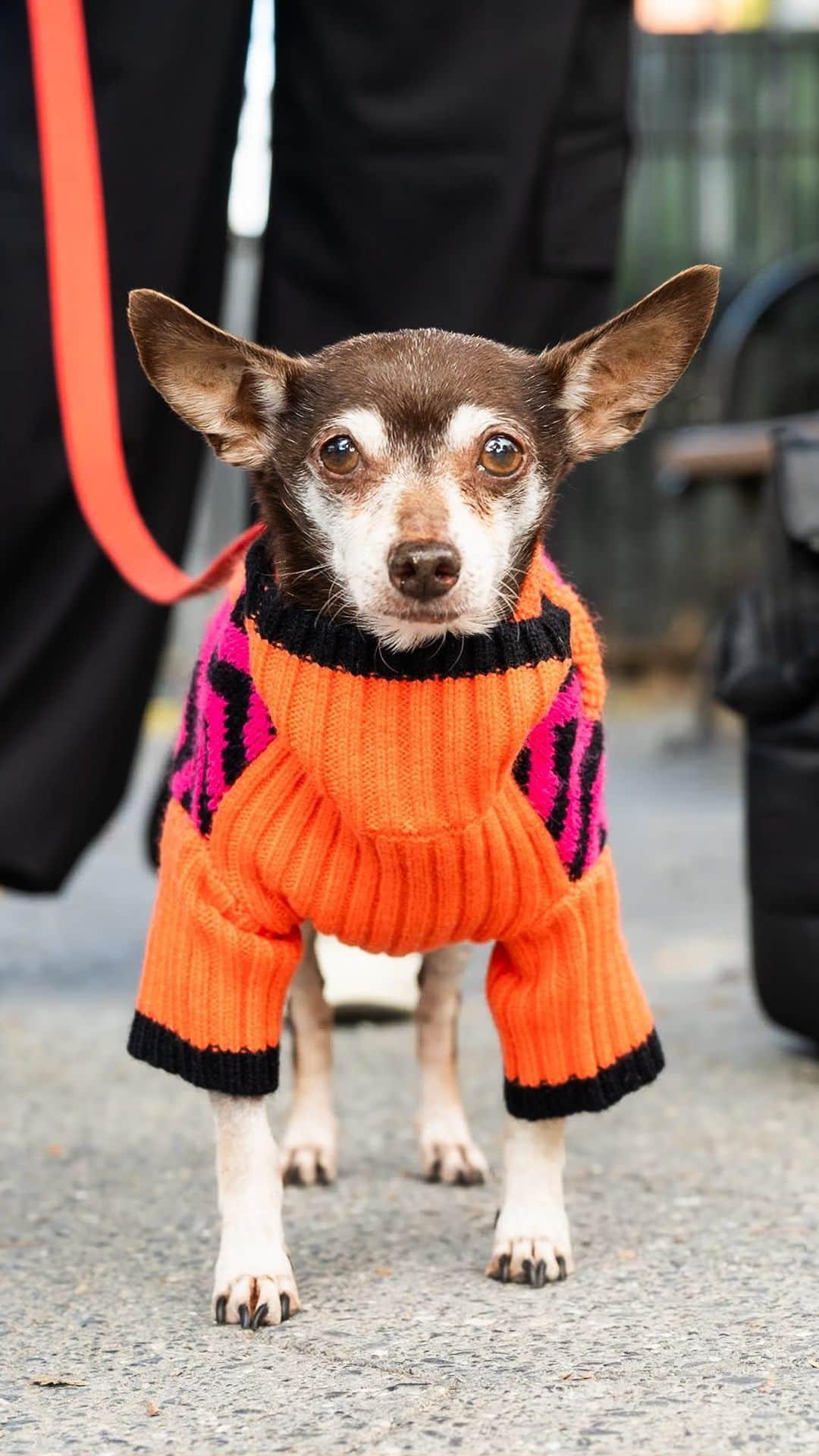 The Dogistのインスタグラム：「Rizzo, Chihuahua (11 y/o), Maria Hernandez Park, Brooklyn, NY • “He came in from California – I fostered him, and he became a foster fail. He pretty much is up to do anything – he just kind of goes with the flow. He’s a pretty quiet dog, but when the podcast The Daily comes on, he howls to the opening song. I’m not sure why.” @rizzofurever, a rescue via @waggytailrescue」