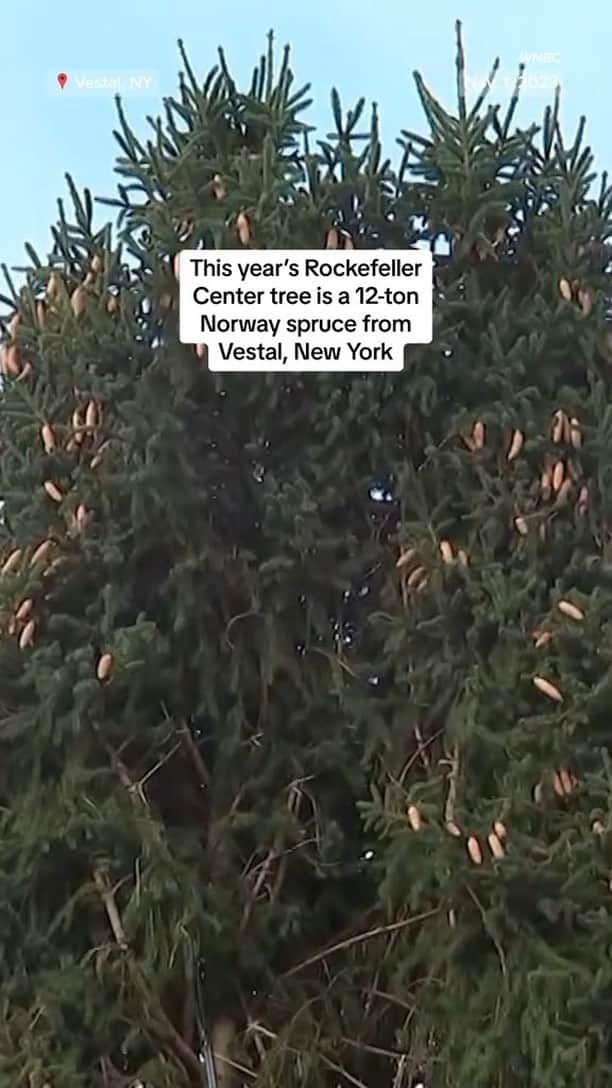 NBC Newsのインスタグラム：「The 2023 Rockefeller Center Christmas tree is a 12-ton, 80-foot Norway spruce coming from Vestal, New York.」