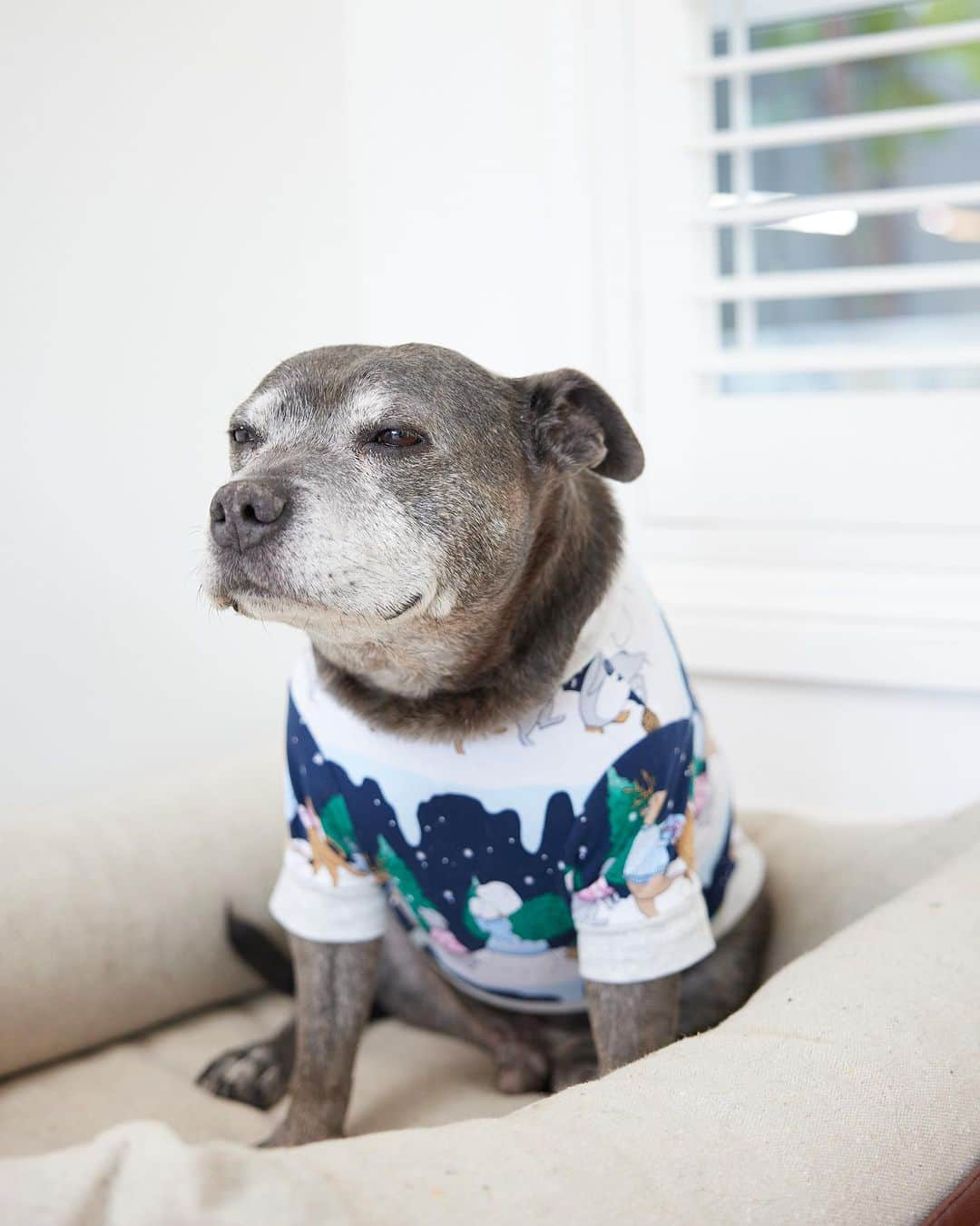 DARREN&PHILLIPさんのインスタグラム写真 - (DARREN&PHILLIPInstagram)「Introducing our Snow Animals Family PJ collection, the cutest conga line of Winter Animals and their Staffy pals having fun in the snow ❄️🐶🐻‍❄️🐻🐧🦔🦌🦊 We are WAY too excited for this!! 🎄🎄🎄🎄 Releasing next Thursday 9th Nov 11am AEDT」11月2日 6時07分 - the_blueboys