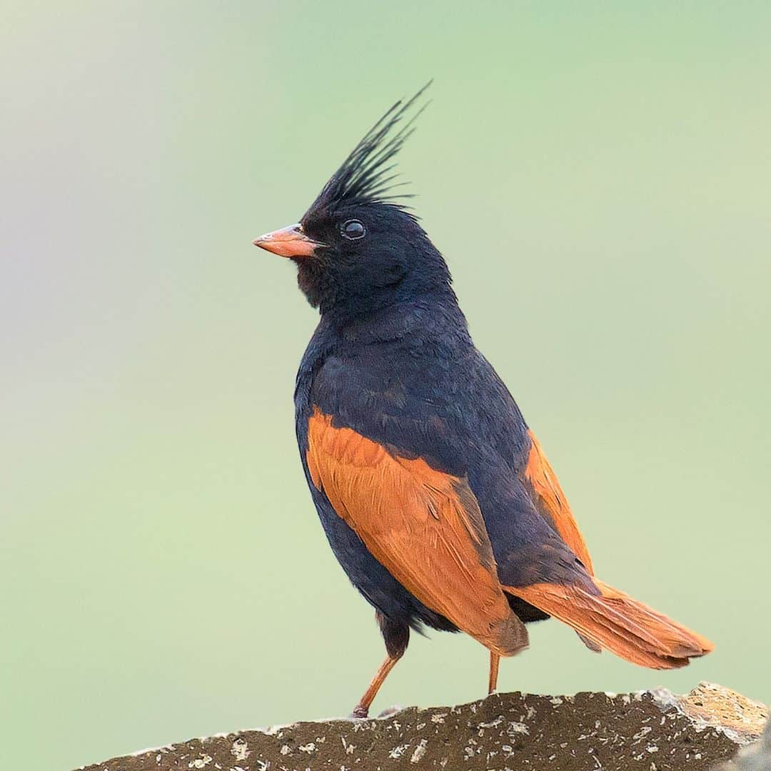 アニマルプラネットさんのインスタグラム写真 - (アニマルプラネットInstagram)「When you're not ready for Halloween to be over 😔🧡 #crestedbunting  📷: @pratikhumnabadkar  #WildlifeWednesday」11月2日 6時22分 - animalplanet