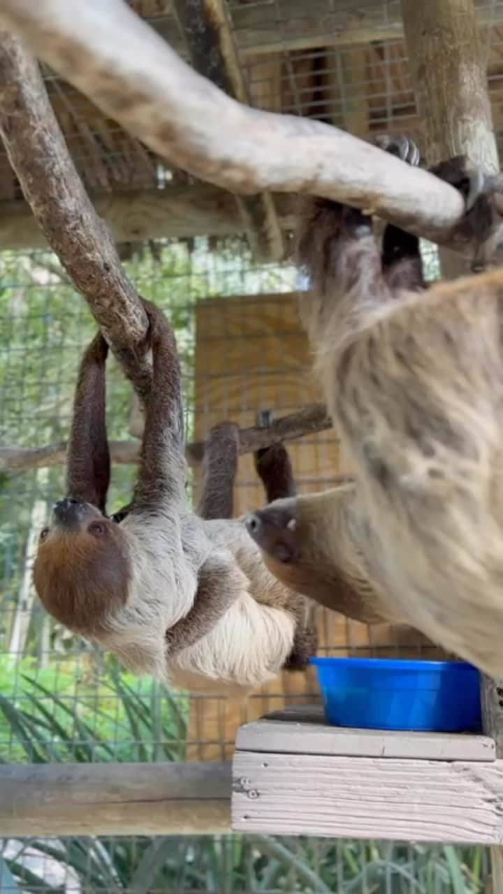 Zoological Wildlife Foundationのインスタグラム：「Evening hangs (literally) with the whole two toed sloth gang 🦥 @zwfmiami.   Come meet them this week and all our animal ambassadors by booking your tour 📞 (305) 969-3696 or visit ZWFMiami.Com.  #sloth #twotoedsloth #zwf #wild #zwfmiami #notpets #wildlife #loveanimals」