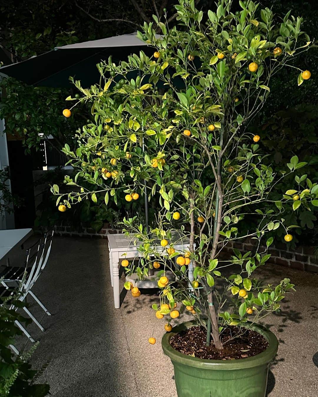 栗原はるみさんのインスタグラム写真 - (栗原はるみInstagram)「みなさんおはようございます。 大葉はどこまで伸びるんだろう！サニーレタス、チコリも大きくなって早く食べないと。焦る〜。 これは仲良しにもらった缶詰ウォーマーです。缶詰を温めるものらしい！焼酎のお湯割りやハイボールなどを飲みたい時オイルサーディンや鯖缶などを温めてお醤油やマヨネーズをかけて食べられます。私は一人の時、熱いスープを飲みたい時に冷めないようにこの上に乗せて飲んでいます。 昨夜リビングの電気を消して写したきんかんですが黄色く色づいた実がライトみたいに見えませんか？とってもきれいでした。 今日の撮影のおやつは先日作った栗の渋皮煮を入れたバターケーキです。なかなか美味しそうに焼けました。きれいに切れたらいいけど心配です。みなさんに熱々のカフェオレを飲んでいただこうかと。 みなさん今日も楽しい一日を過ごしてね。明日から3連休みなさんがゆっくり出来たらいいけど。私は今から撮影の準備をします。 #栗原はるみ  #kuriharaharumi  玲児さんに栗のバターケーキと美味しいレモンティーを。」11月2日 6時52分 - harumi_gram