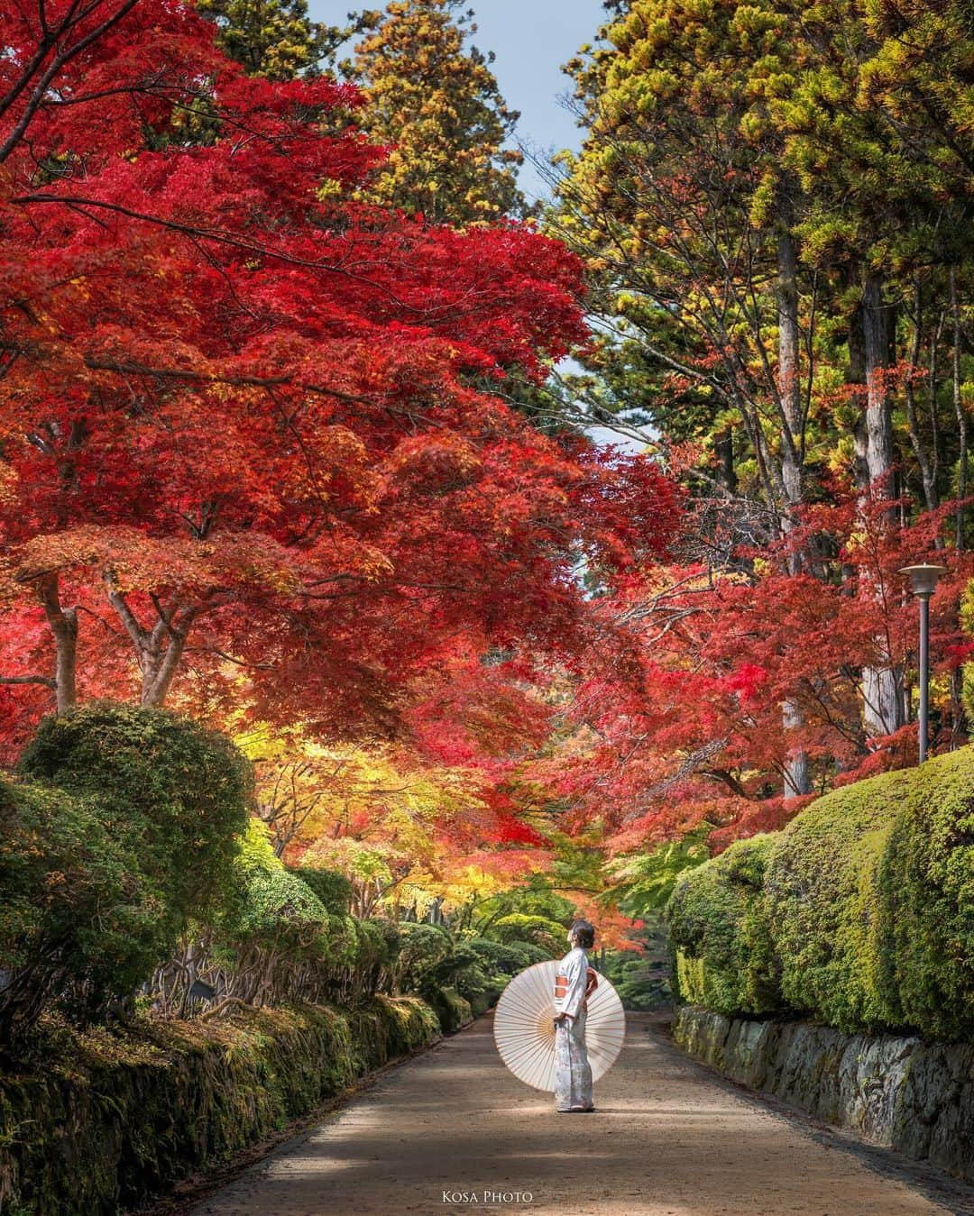 コサさんのインスタグラム写真 - (コサInstagram)「高野山の蛇腹道は彩り豊かに出迎えてくれました😍 朝日が差し込むと、紅葉は更に色鮮やかに変化しますね❣️ . Location:和歌山 Wakayama /Japan🇯🇵 Date:2023年10月 in frame: @chami_2nd Camera:Z9 / 24-70mm f2.8 . #アドビちいさい秋みつけた2023 #高野山 #紅葉 #tanddフォトコンテスト2023 #ワクワク #Japan_Daytime_View #japancityblues #jp_portrait_collection #ポトレファン倶楽部 #ポトレ撮影隊 #jp_mood #jp_portrait部 #clv_galerie #nikoncreators #nikoncreators_2023morningandnight #m_v_shotz #japan_waphoto #raw_japan #mf_landscape #invisible_cool_part #tokyocameraclub #art_of_japan_ #jgrv_member #team_jp_ #photo_jpn #sorakataphoto #LBJ_KING #deaf_b_j_ #japan_best_pic #special_spot_legend」11月2日 6時59分 - kosa_photo