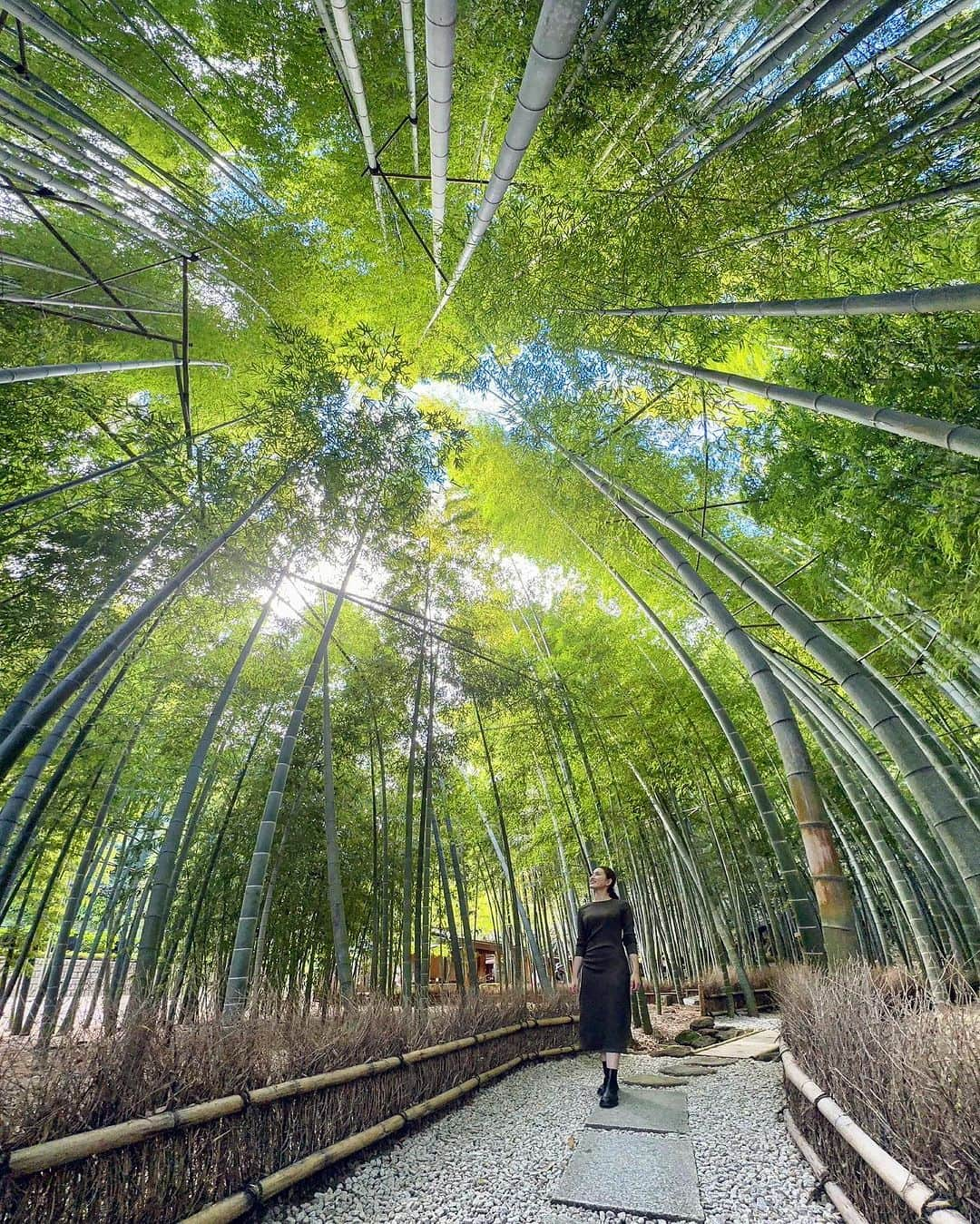 宮坂灯里のインスタグラム：「初めての人力車で報国寺へ🎋✨ 歴史あるお寺を巡り、美味しい抹茶を頂き 日本人でよかったと心から感じた☺️  First time riding in a rickshaw to Hokokuji Temple. We toured the historic temple, enjoyed delicious matcha,and I am proud of Japan:)  So good time thank you! @koooooooh @taka___92   #鎌倉 #人力車 #報国寺  #kamakura #rickshaw  #japantrip  #travel」