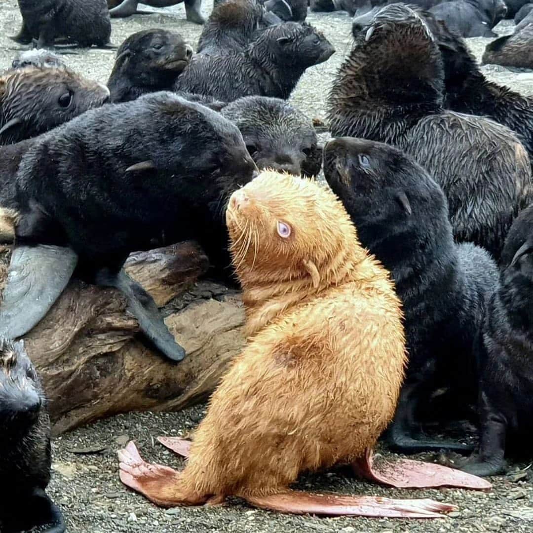 WildLifeさんのインスタグラム写真 - (WildLifeInstagram)「This rare ginger albino fur seal pup is one in a 100,000. 🦭💙  Video by @bigdaddivladi」11月2日 7時49分 - wildlifepage