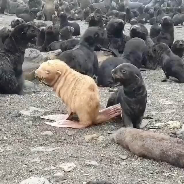 WildLifeのインスタグラム：「This rare ginger albino fur seal pup is one in a 100,000. 🦭💙  Video by @bigdaddivladi」
