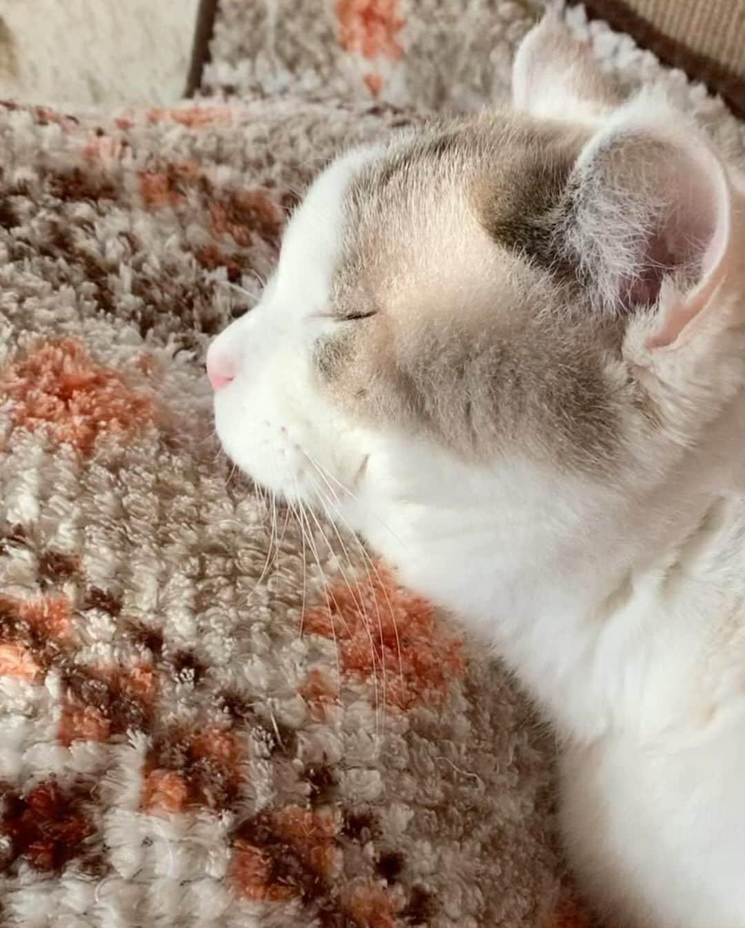 くるねこ大和のインスタグラム