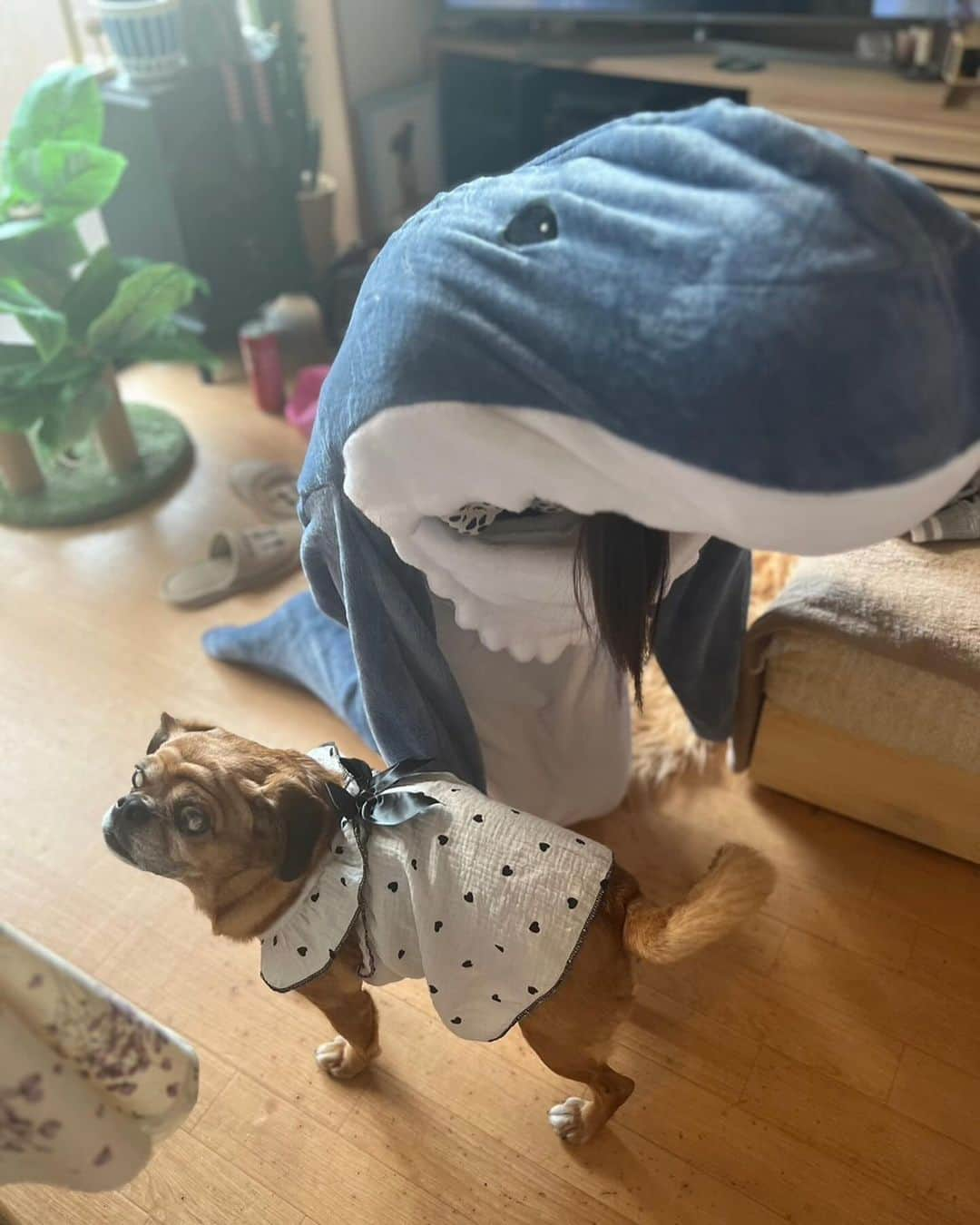 湊月莉子のインスタグラム：「サメになりたかったんだよ🦈#サメのぬいぐるみ #着ぐるみ #サメ #サメグッズ #着ぐるみパジャマ #海の生き物 #パジャマ #着ぐるみブランケット #寒さ対策グッズ」