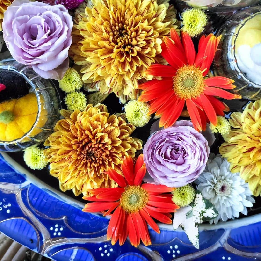 花の写真館さんのインスタグラム写真 - (花の写真館Instagram)「Photo by @hanasaka_ggi. https://instagram.com/hanasaka_ggi/ . Original Post[投稿いただいたURL] https://www.instagram.com/p/CyRh_16SSJ4/ . 本アカウントは、 #私の花の写真 をつけてInstagramに投稿された皆さまの花の写真や、「花の写真館」Facebookページで投稿された花の写真を紹介します。 「花の写真館」Facebookページは、「 @floral.photograph 」のプロフィールにあるURLからご覧ください。 . ※各種法令、マナー、関係者の指示に従った撮影をお願いします。 *Please ensure that your photography adheres to all relevant laws, etiquette, and instructions issued by authorized persons. ※本アカウントは東京カメラ部がFacebook、Instagramのサービスを利用して運営しているもので、Meta社・Instagramとは一切関係ありません。 . #花の写真館 #floralphotograph #floralphoto #flower #flowers Follow: @floral.photograph」11月2日 19時30分 - floral.photograph