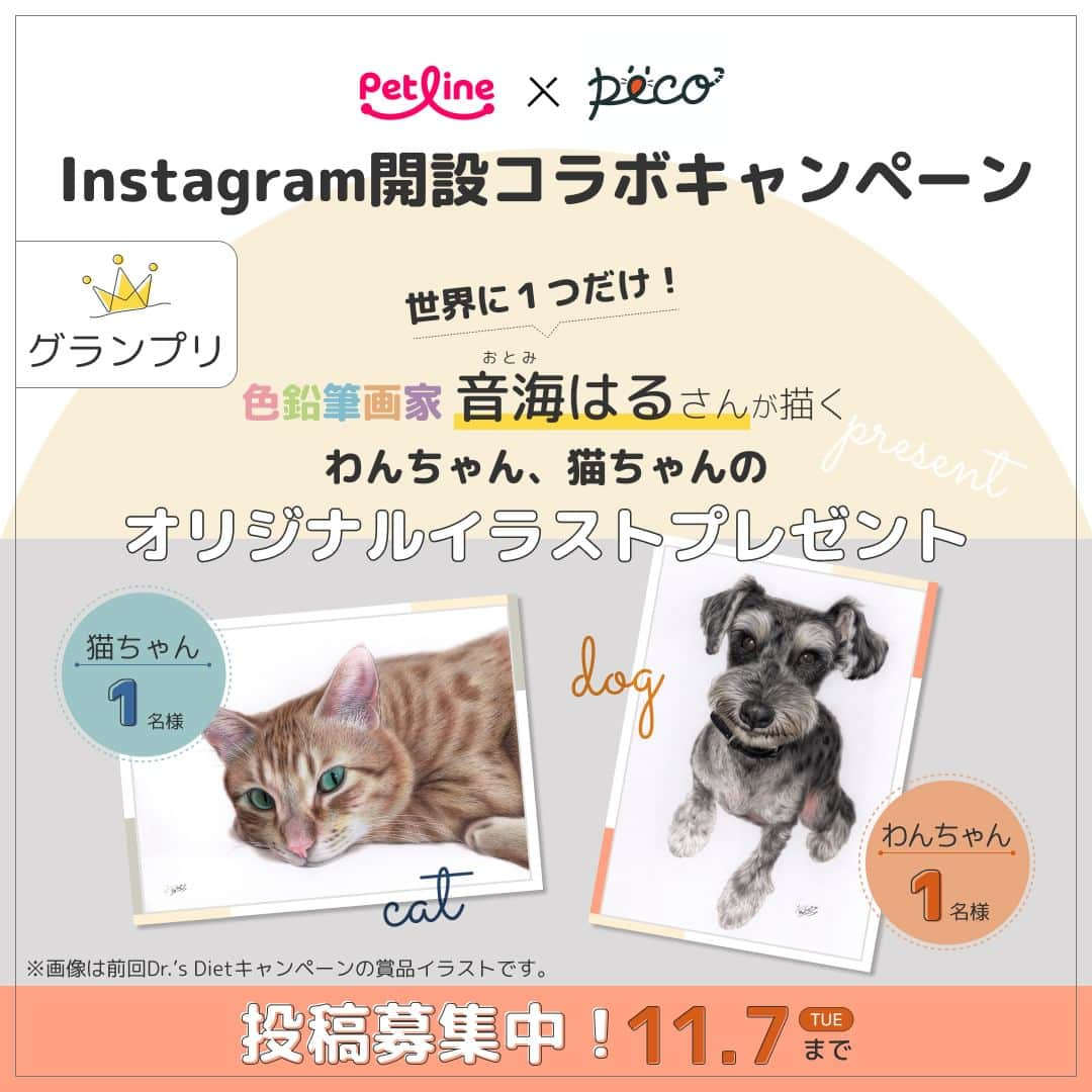 PECOねこ部のインスタグラム：「【フォロー＆投稿で豪華賞品が当たる！】『 #しあわせわんにゃんライフPECO 』フォトコンテスト📷✨開催中❗️ . グランプリ賞品を描いていただく、「音海はるさん( @haruru125_art )」についてご紹介✎ 写真じゃないの❕❓ 今にも息遣いが聞こえてきそうなリアルで躍動感のある音海はるさんの作品🖼 . ペットラインの動物病院向けフード「Dr.’s Diet」のパッケージイラストも手掛けておられます🐶🐱 . キャンペーンに参加して、音海さんに愛猫のオリジナルイラストを描いてもらおう✨ . たくさんのご応募お待ちしております😊 . 応募方法は簡単❗️２ステップ ①ペットライン公式Instagram @petline_cats または @petline_dogs をフォロー ②かわいい😍しあわせな猫ちゃん😺またはわんちゃん🐶の写真に #しあわせわんにゃんライフPECO をつけて投稿 （⚠️本アカウント（pecocats）のフォローではないので、間違えないようお気をつけください💡） . ＜キャンペーン概要＞ ■応募期間 2023年9月28日（木）〜11月7日（火） . ■賞品 グランプリ 　⭐️色鉛筆作家 音海はるさんが描く！【猫ちゃん、わんちゃんのオリジナルイラスト】　😺1名様🐶1名様 準グランプリ 　⭐️下部尿路の健康維持に加え、猫ちゃんのお悩みに配慮したキャットフード 【メディファス アドバンス 1年分】　😺5名様 ⚫︎【メディファス アドバンス ２種の尿石ケア　子ねこから10歳まで 避妊・去勢後のケア チキン＆フィッシュ味】 ︎⚫︎【メディファスアドバンス　グレインフリー　1歳から　チキン＆フィッシュ味】 ⚫︎︎【メディファスアドバンス　腎臓の健康維持　7歳頃から】 ︎⚫︎【メディファスアドバンス　認知機能の健康維持　7歳頃から　チキン味】 　⭐️わんちゃんのお悩みに寄り添い健康維持に配慮した国産ドッグフード 【メディコートアドバンス 1年分】　🐶5名様 ⚫︎【メディコート アドバンス　アレルゲンカット　魚＆お米　子いぬ（り乳～1歳）から】 ⚫︎【メディコート アドバンス　アレルゲンカット　魚＆お米　１歳から】 ⚫︎【メディコート アドバンス　グレインフリー　1歳から　チキン味】 ⚫︎【メディコート アドバンス　腎臓の健康維持　7歳頃から】 . ※ご当選者の方は猫、犬それぞれ4種類の商品から1種類をお選びいただけます。商品は交換できません。 ※1年分：猫の1日の食事量を約70gとして算出/ペットフード協会データ（流通量・飼育頭数）より犬の1日の平均食事量を約96gとして算出 . ■プレゼント当選について 当選者の方のみに、PECO公式Instagramアカウント「 @pecocats 」または「 @pecodogs 」からダイレクトメッセージにてご連絡いたします。あらかじめ、受信設定のご確認をお願いいたします。 . ■応募規約については、こちらをチェック🔍 https://peco-japan.com/89013 たくさんのご応募、お待ちしております🐾 ［PR：ペットライン株式会社］ #ペットラインねこ部  #ペットラインいぬ部 #ペットライン #しあわせマルシェ #キャットフード #メディファスアドバンス #ドッグフード #メディコートアドバンス #キャンペーン #フォトコンテスト」