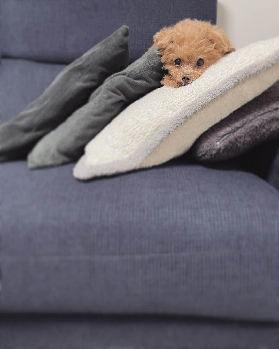 ふわのインスタグラム：「晩御飯までここで夕寝するらしい。 危なくて目が離せない…笑  #toypoodle#toypoodlegram#dogsofinstagram#instadog#doglover#doglife#cutedog#dog#fuwamama#ふわもこのふわ#ふわ#トイプードル#ふわもこ部#犬バカ部#親バカ部#犬のいる暮らし#犬のいる生活#いぬすたぐらむ」