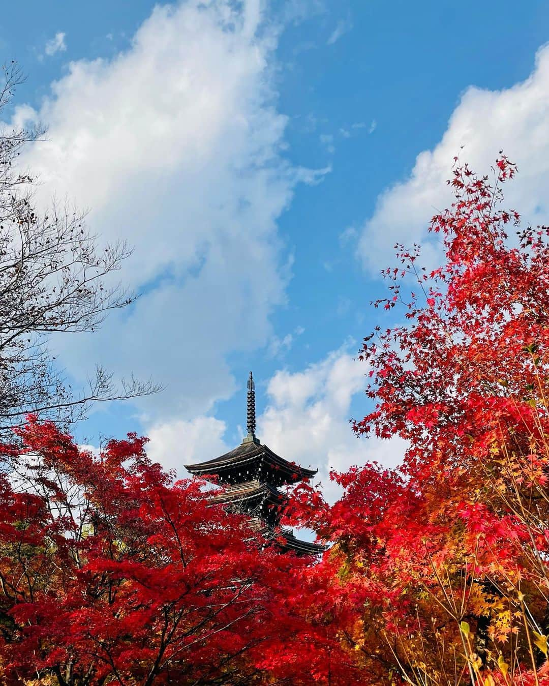 スガシカオさんのインスタグラム写真 - (スガシカオInstagram)「仙台で定義如来 西方寺に行ってきたよ♪  おみくじ引いたら、大吉！！ 願いが全て叶うって！ もっとギターが 上手くなりますように。。。(＞人＜;)  参道のとうふ店で食べた三角定義あぶらあげが、あまりにも美味しかったのでThreadsに食レポあげときました！読んでね。 https://www.threads.net/@suga_shikao/post/CzI0N0CPBHv/?igshid=MTc4MmM1YmI2Ng==」11月2日 18時14分 - suga_shikao