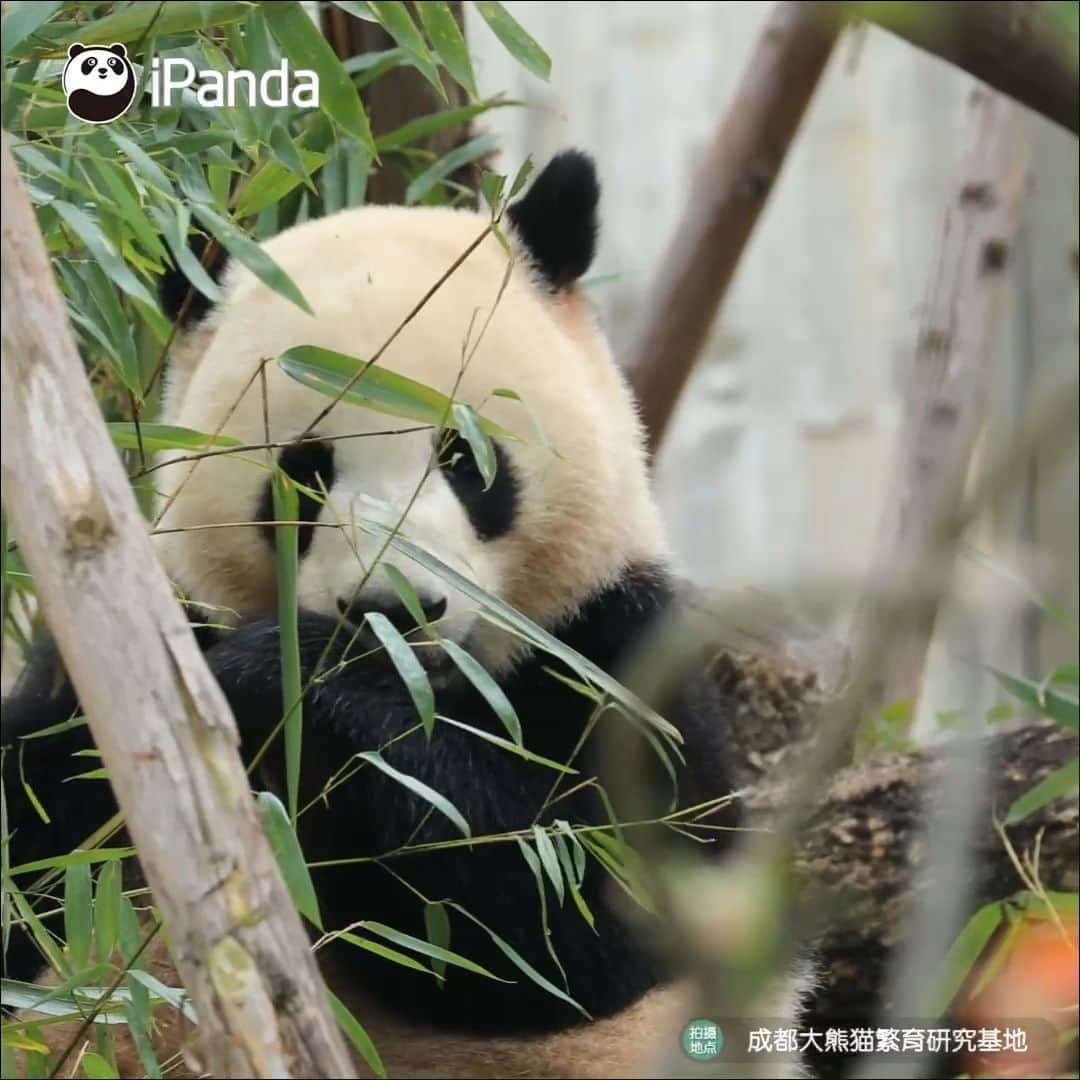 iPandaのインスタグラム