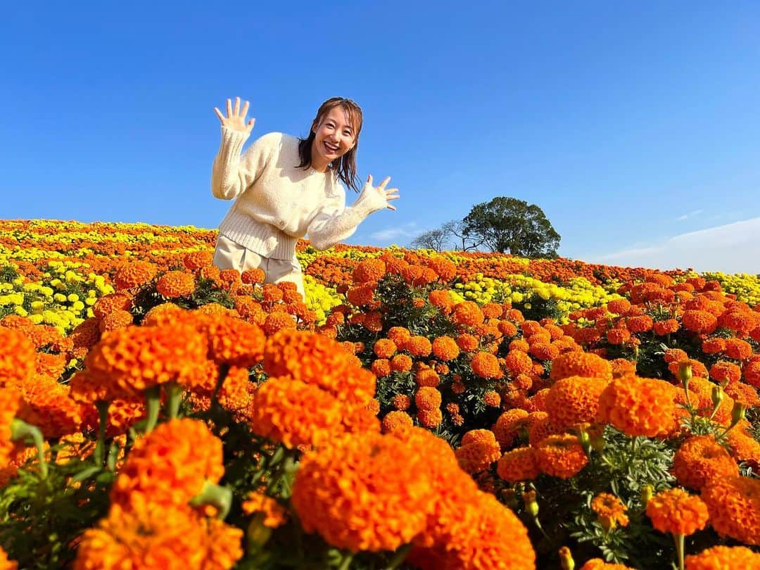 杉原凜のインスタグラム：「東京ドイツ村から、今が見頃のマリーゴールドをお伝えしました！一面に咲き誇るオレンジと黄色のマリーゴールドが美しすぎました〜 大好きな色に囲まれて気分が上がりました🧡💛  #ZIP! #NOWニッポン #28 #東京ドイツ村 #マリーゴールド」