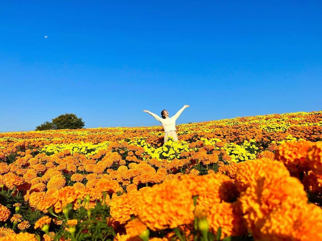 杉原凜さんのインスタグラム写真 - (杉原凜Instagram)「東京ドイツ村から、今が見頃のマリーゴールドをお伝えしました！一面に咲き誇るオレンジと黄色のマリーゴールドが美しすぎました〜 大好きな色に囲まれて気分が上がりました🧡💛  #ZIP! #NOWニッポン #28 #東京ドイツ村 #マリーゴールド」11月2日 18時30分 - sugihara_rin
