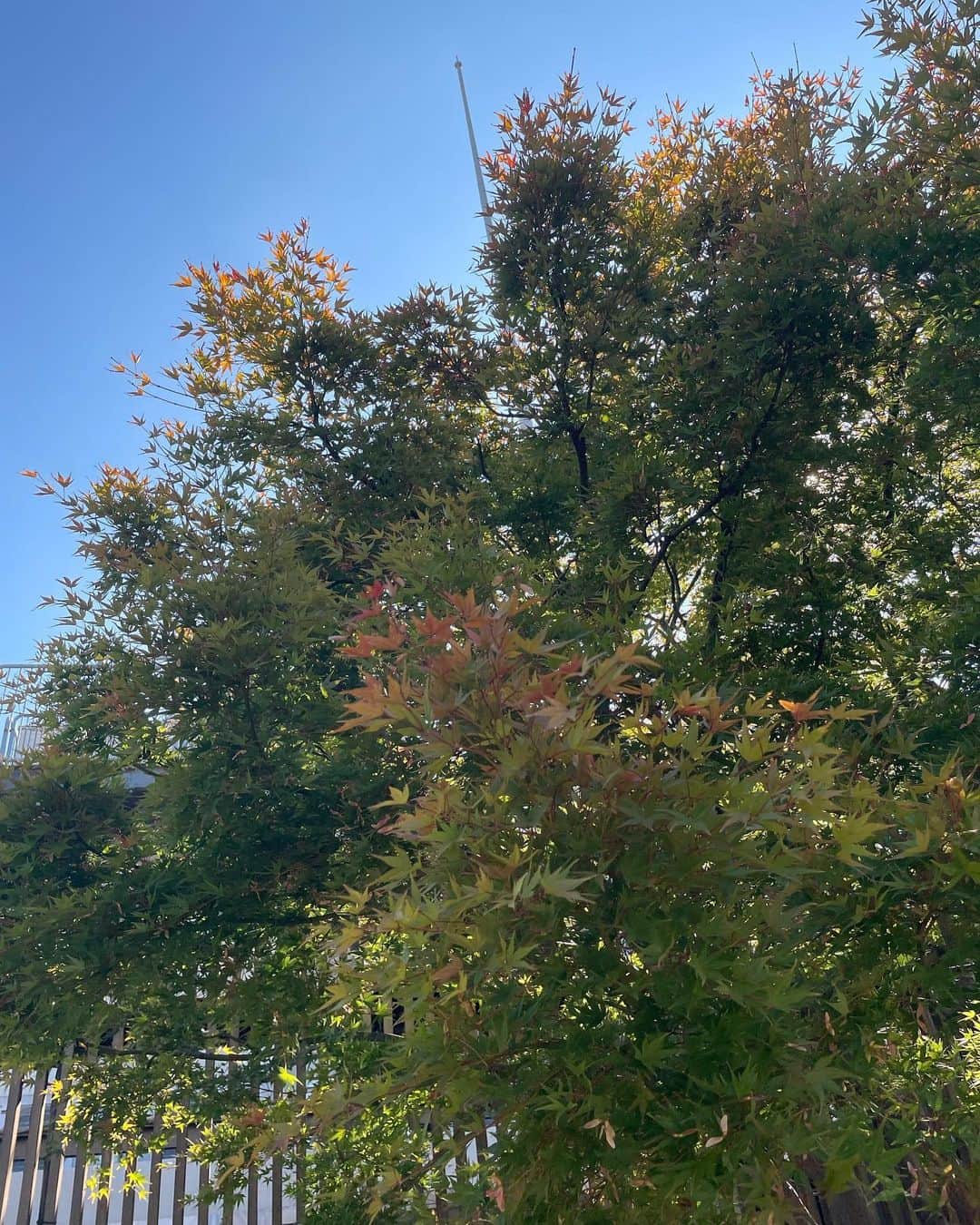 ISETAN PARK netさんのインスタグラム写真 - (ISETAN PARK netInstagram)「伊勢丹の屋上でちょっとひと息🌃   朝晩は肌寒いけれど日中はあたたかな日が続いていますね、三連休いかがお過ごしですか？☀  過ごしやすい陽気なので本館屋上アイ・ガーデンを散策🚶‍♀️ 少しずつ赤黄に色づいてきた木々や、寄せ植えの花が風に揺れて気持ちよさそう🍃上着を脱いでひなたぼっこしたくなりました😊  お買物の合間に、本館屋上でほっと一息、心地よいひとときをお楽しみください。    📌屋上開園時間  11月～2月：午前10時～午後6時    #伊勢丹屋上 #アイガーデン #屋上庭園 #伊勢丹の屋上 #寄せ植え #すすき #伊勢丹の空 #定点観測 #秋晴れ #オアシス #都会の癒しスポット #癒しの空間 #屋上でひと休み  #イセタン #isetan #shinjuku #isetanshinjuku #이세탄 #신주쿠이세탄 #이세탄백화점 #新宿 #百貨店 #デパート #伊勢丹 #伊勢丹新宿 #新宿伊勢丹 #伊勢丹新宿店」11月4日 10時00分 - isetan_shinjuku