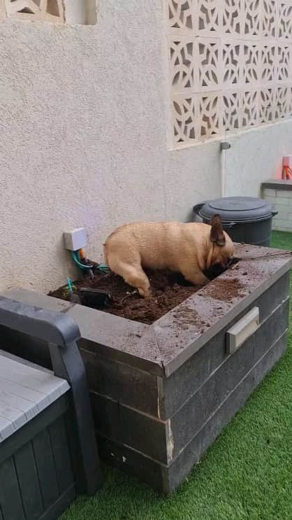 French Bulldogのインスタグラム：「Mom told me that I helped enough and asked me not to water the plants.. 🤨 @tomas_mylove  . . . . .  #フレンチブルドッグ #bestwoof #dailyfluff #instacute  #frenchiesociety #frenchbulldog #bulldogfrances #frenchieworld #frenchie #frenchbulldog #dailyfrenchie #frenchiesofinstagram  #frenchieoftheday #frenchies #бульдожка  #французскийбульдог  #frenchies  #ilovemyfrenchie #frenchies #dogsofinstagram #frenchiemoments #reelsviral」