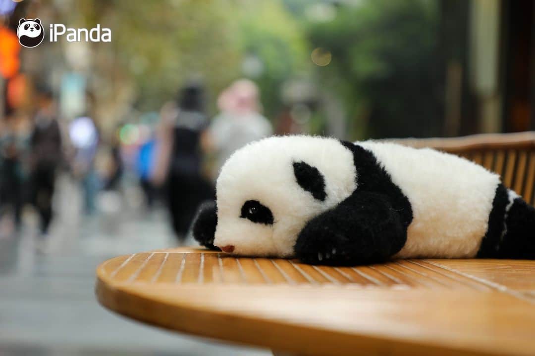 iPandaさんのインスタグラム写真 - (iPandaInstagram)「Taking advantage of the cooler weather, our lovely broadcaster Hua Hua strolled leisurely through the Kuanzhai Alley in Chengdu, Sichuan. 🐼 🐼 🐼 #Panda #iPanda #Cute #ChengduPandaTour #CutestPandaToy #PandaPic  For more panda information, please check out: https://en.ipanda.com」11月2日 19時13分 - ipandachannel