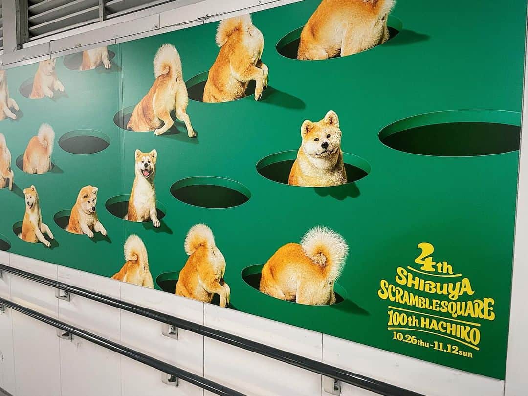 小俣里奈のインスタグラム：「渋谷駅のこれ、本当にカワイイ  #shibuya #squramblesquare #hachico #渋谷スクランブルスクエア  #ハチ公  #あきたいぬ　 #カワイイの盛り合わせ #通るたびに笑顔になる #素敵広告」