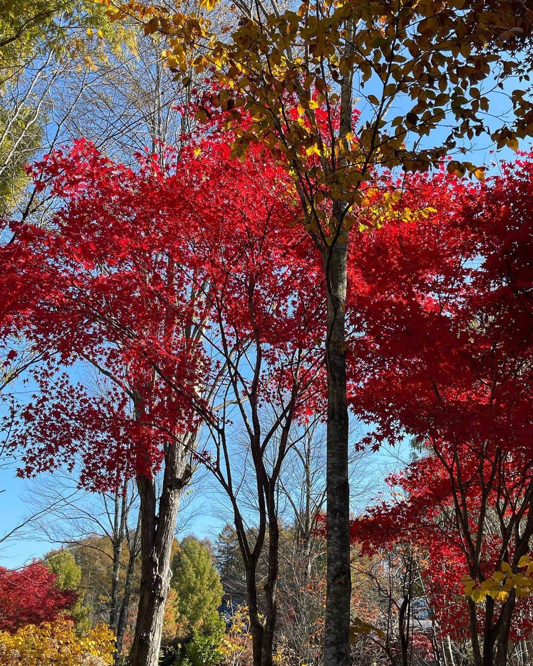深澤里奈さんのインスタグラム写真 - (深澤里奈Instagram)「◯◯◯  昨日、今日と、軽井沢をご案内。 明日からの三連休はとても混みそうな予感がしていますが、この2日間は恵まれたお天気、鮮やかな紅葉の中、色々なお気に入りの場所を巡ることができました。  改めてなんて美しい町なのでしょう…と、案内する私もため息が出るほどでした。 それにしても、暖かすぎてちょっと調子が狂うほどです。乾燥してきているので、テーブル茶用のチークのテーブルに、メンテナンス用のオイルをスリスリ塗り込みました。  発地市庭にもご案内しましたが、生き生きとしたミントがあったので、ミントティーを。庭の紅葉を愛でながら一服。  そうそう、熊野皇大神社に運試しの『運矢』があるのですが、この度やっっっっと入りました笑  #秋の軽井沢 #紅葉 #熊野皇大神社 #無垢のテーブル #ファイヤーキング #ミントティー」11月2日 19時14分 - rinatj