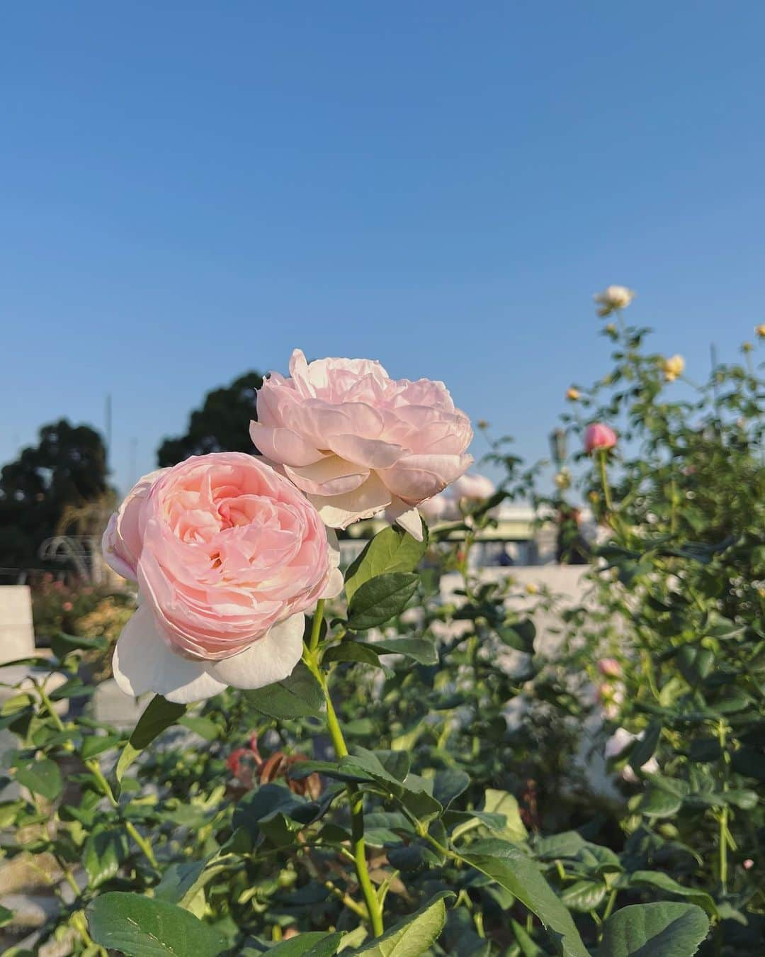 林萌々香さんのインスタグラム写真 - (林萌々香Instagram)「秋の楽しみの一つ☺️🌹 蕾も結構あったからまだ楽しめそう✨  秋よりも春の方が一斉に咲くってお手入れされてたおじちゃんに教えてもらった😳  綺麗に咲いてるのを見れるもお手入れして下さってる方がいるからと思うと感謝ですね🌼  #秋バラ #中之島バラ園」11月2日 19時15分 - momoka_hayashi