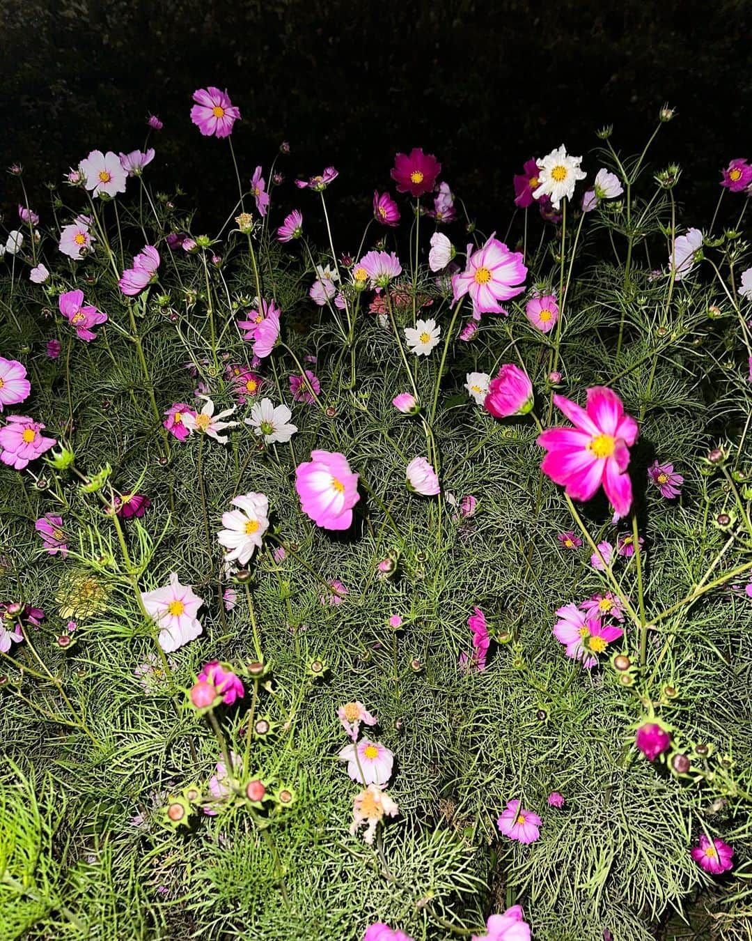 ziyooniさんのインスタグラム写真 - (ziyooniInstagram)「🌹」11月2日 19時18分 - ziyooni