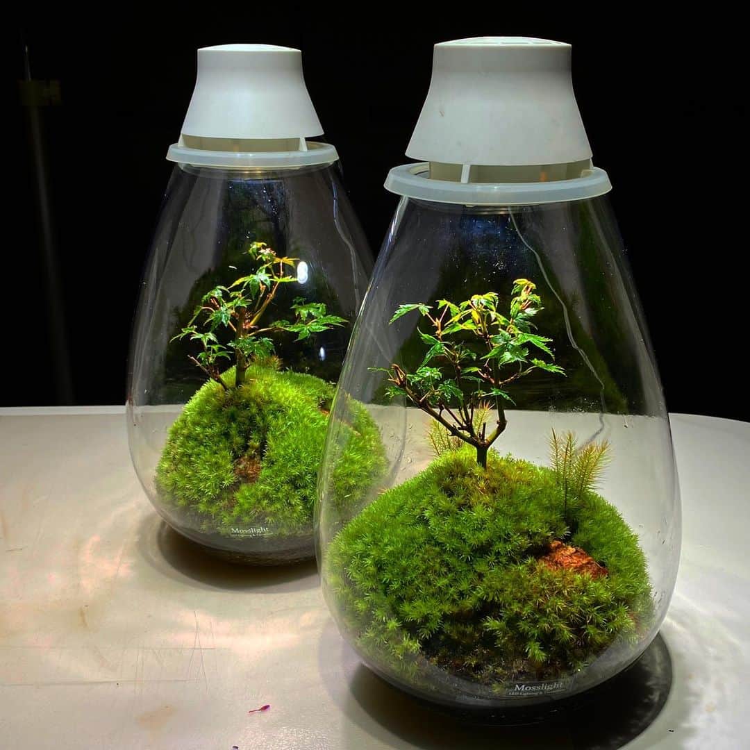 Mosslight-LEDのインスタグラム：「Mosslight   #mosslight#モスライト #terrarium#テラリウム #moss#コケ #bonsai #mosslightbonsai」