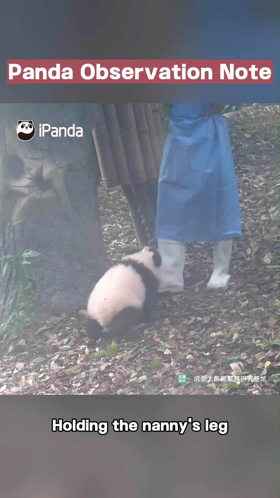 iPandaのインスタグラム