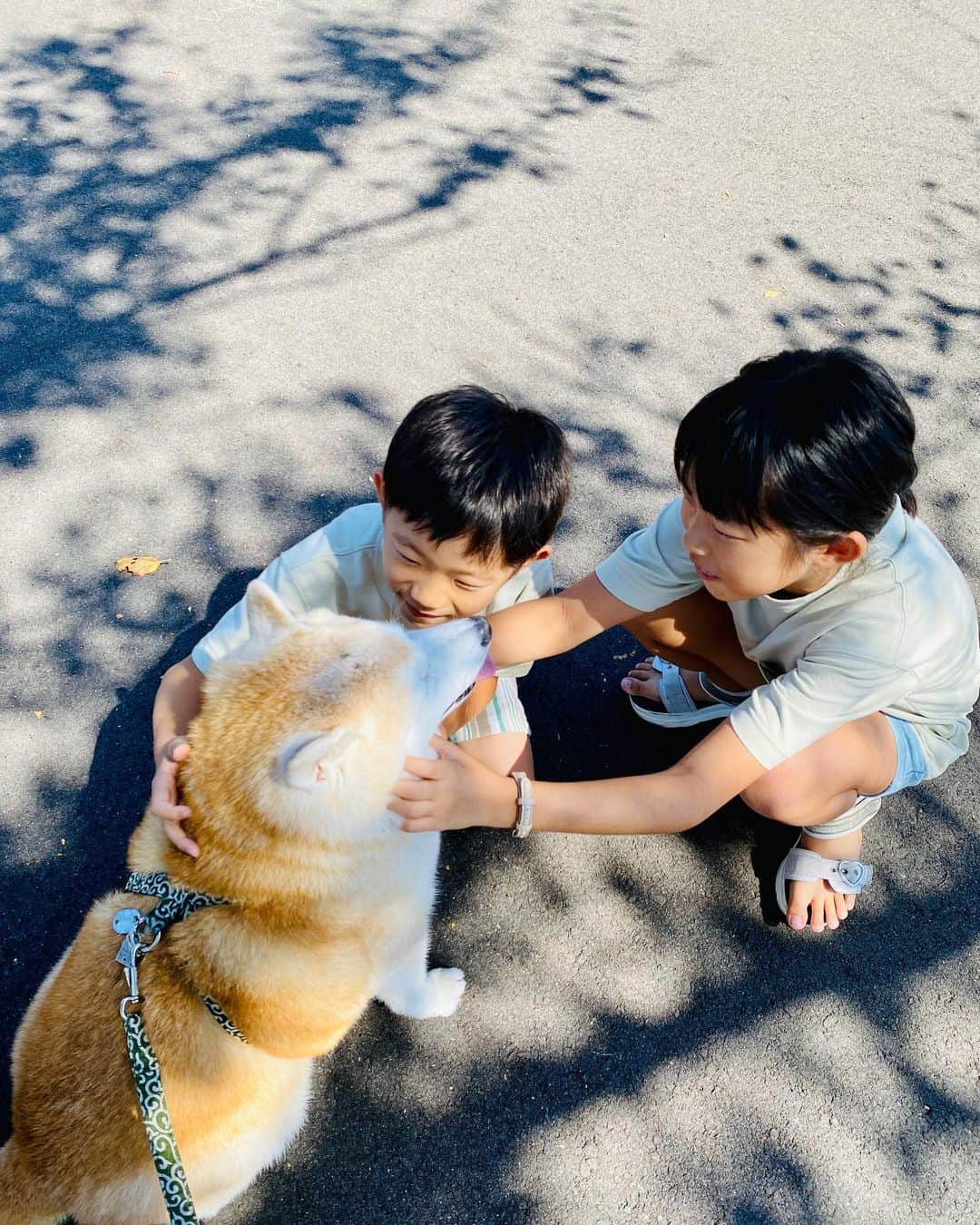 Kazumi-Gakumamaさんのインスタグラム写真 - (Kazumi-GakumamaInstagram)「福井県美浜町から若狭町を結ぶ全長11.24kmの「三方五湖レインボーライン」は絶景のドライブロードです🚗💨 *  山頂まで行く前に腹ごしらえ😋 山麓第一駐車場内にあるレストラン&カフェ「レインボー」はテラス席ならワンコも同伴可です🉑 *  福井県名物のボルガライスと山の上ステーキライスをチョイス🍽️ 若狭ビールヴァイツェンも美味しかったね~♪🍺 絶景を楽しみながら岳と一緒に食事が出来るなんて本当に幸せでした💝 *  そのレインボーラインに行く途中で知り合ったご家族と記念撮影📷 MちゃんSくん、岳をずうっと撫でてﾒｯﾁｬ可愛がってくれました🐕 とっても素直で可愛い姉弟でした💕 🐾----*----*----*----🐾 The Mikata Goko Rainbow Line, which has a total length of 11.24 km and connects Mihama Town to Wakasa Town in Fukui Prefecture, is a scenic drive road🚗💨 * Before going to the top of the mountain, I had a meal😋 The restaurant and cafe "Rainbow" located in the first parking lot at the foot of the mountain allows dogs if you have a terrace seat 🉑  *  Our family chose the Fukui prefecture specialty Volga rice and Yamanoue steak rice 🍽️ Wakasa beer weizen was also delicious🍺 I was really happy to be able to eat with Gaku while enjoying the spectacular view💝 * I took a commemorative photo with a family I met on the way to the Rainbow Line 📷 M-chan and S-kun kept patting Gaku and loving him🐕 They were very honest and cute siblings 💕 🐾----*----*----*----🐾 #柴犬 #岳 #柴犬岳 #柴犬ガク#gaku #shibainugaku #shiba #shibainu #shibastagram #いぬすたぐらむ  #dogsofinstagram #ワンフルエンサー  #hermoso #Instagram #weeklyfluff #🐕📷 #dailyfluf #福井県観光連盟 #若狭三方五湖観光協会 #若狭湾観光連盟 #福井県 #福井 #若狭 #レインボーライン #レストランカフェレインボー #ボルガライス #若狭ビール  #犬旅 #柴犬岳の #20231102」11月2日 10時32分 - shibainu.gaku