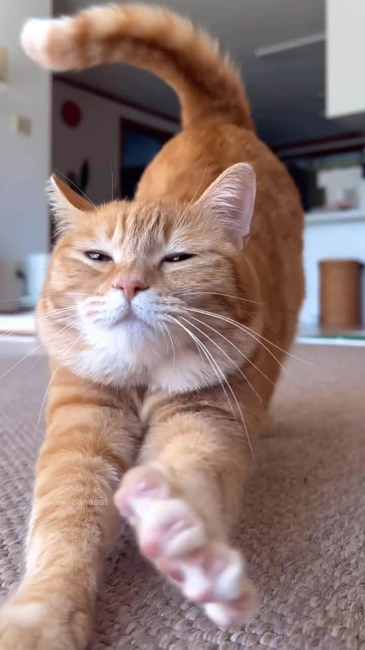 Aww Clubのインスタグラム：「Good morning hooman where’s my breakfast?  @snow_caaaaat  #meowed #cutecat #cat #gingercat #meowga #catstretching」